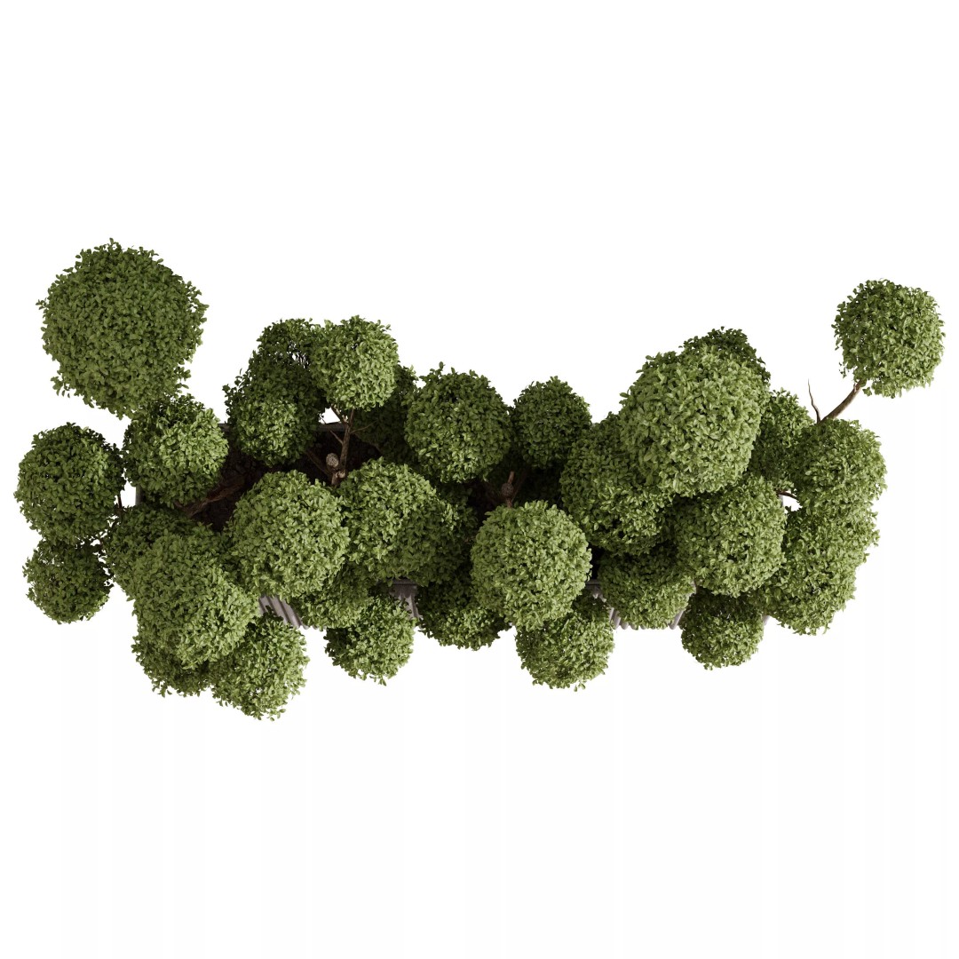Cloud Topiary Tree 3D Model – Modern Rectangular Planter, FBX, OBJ - View 5
