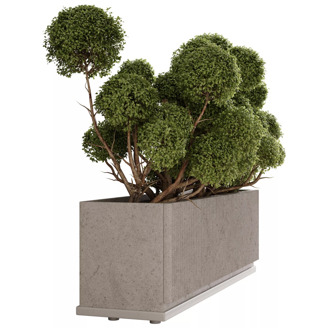 Cloud Topiary Tree 3D Model – Modern Rectangular Planter, FBX, OBJ - View 6
