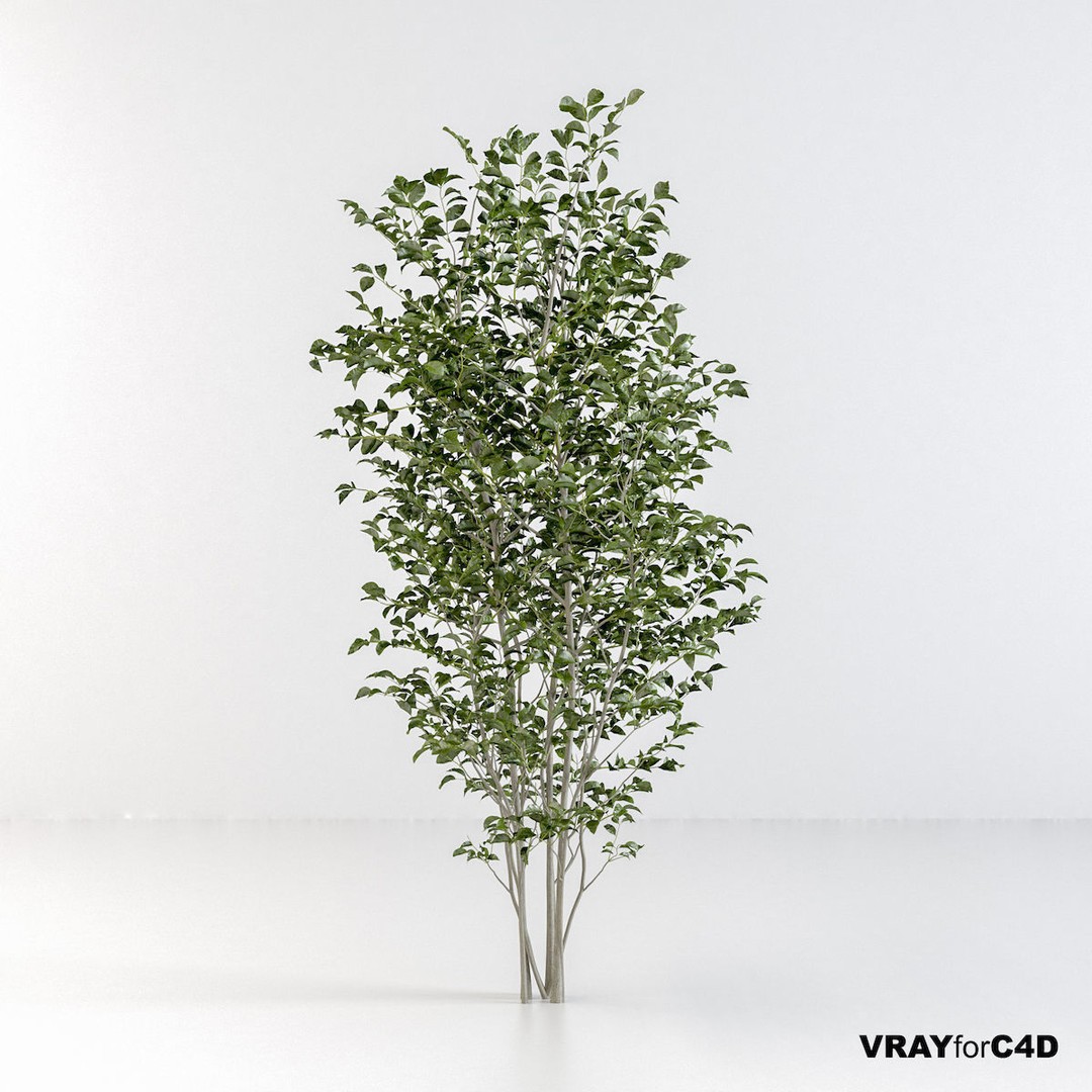 Fraxinus Griffithii Tree 3D Model – High Poly PBR Asset, FBX, OBJ