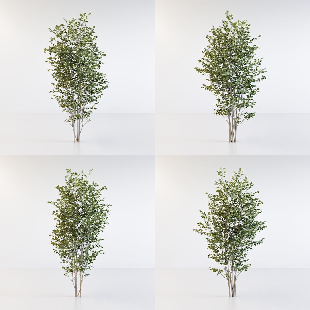Fraxinus Griffithii Tree 3D Model – High Poly PBR Asset, FBX, OBJ - View 12