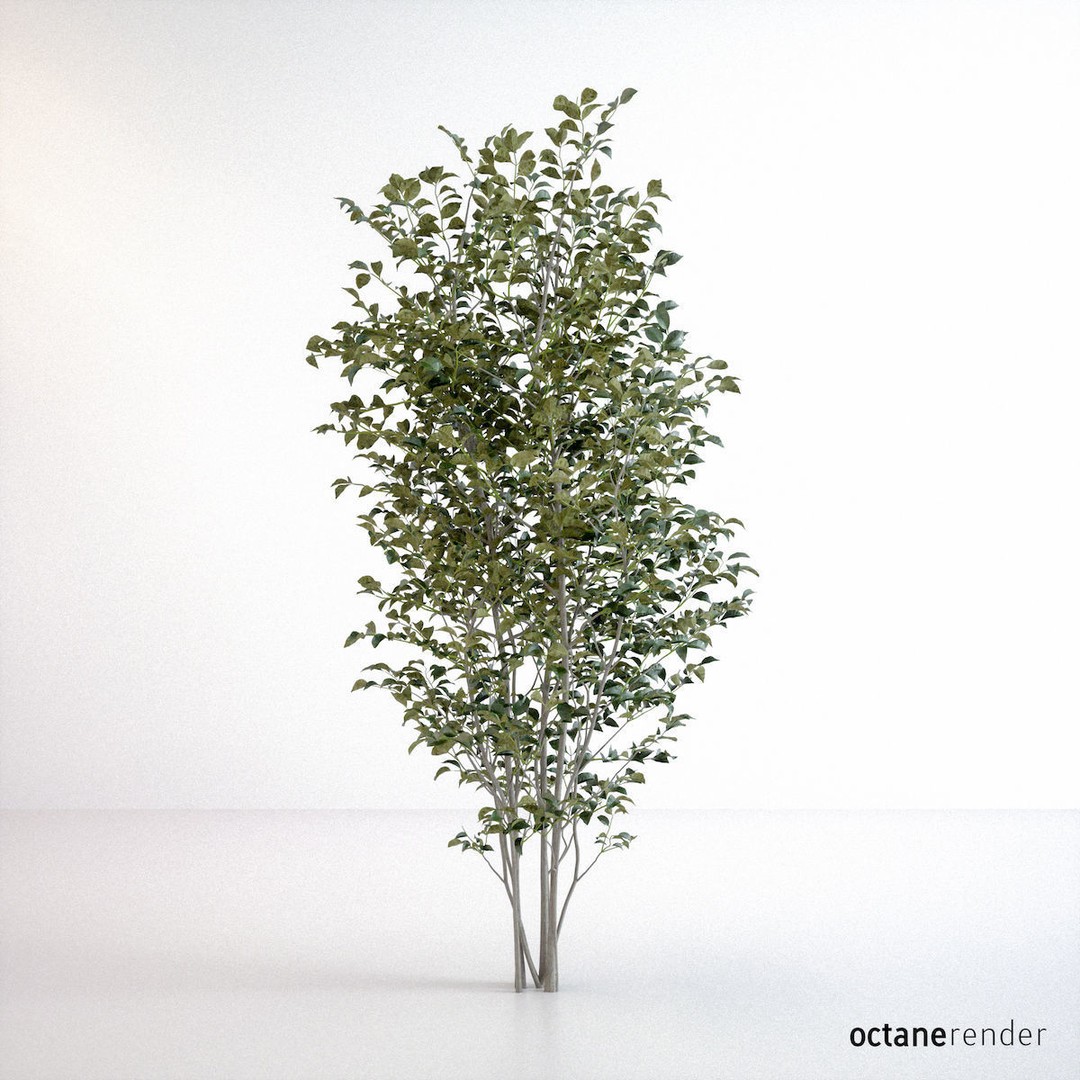 Fraxinus Griffithii Tree 3D Model – High Poly PBR Asset, FBX, OBJ - View 13