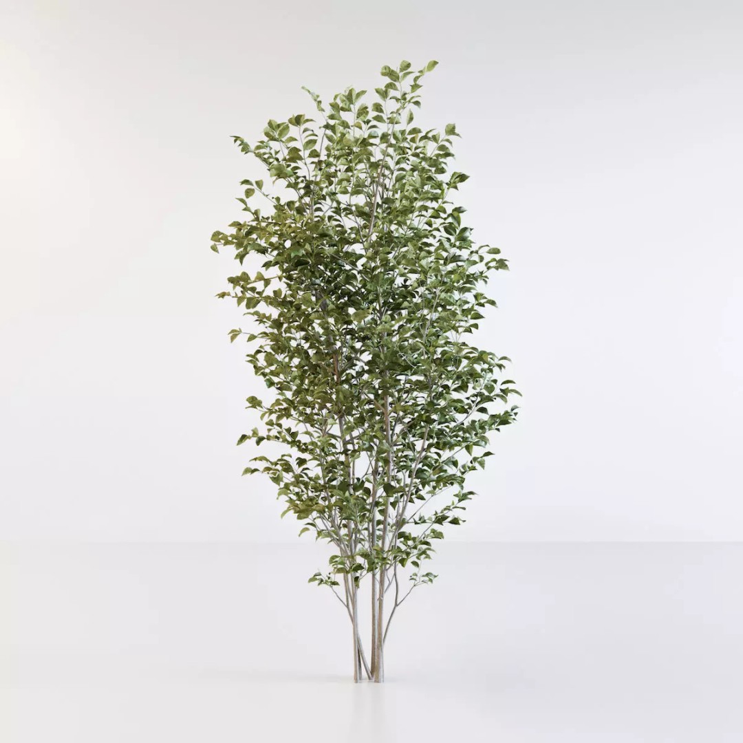 Fraxinus Griffithii Tree 3D Model – High Poly PBR Asset, FBX, OBJ - View 2