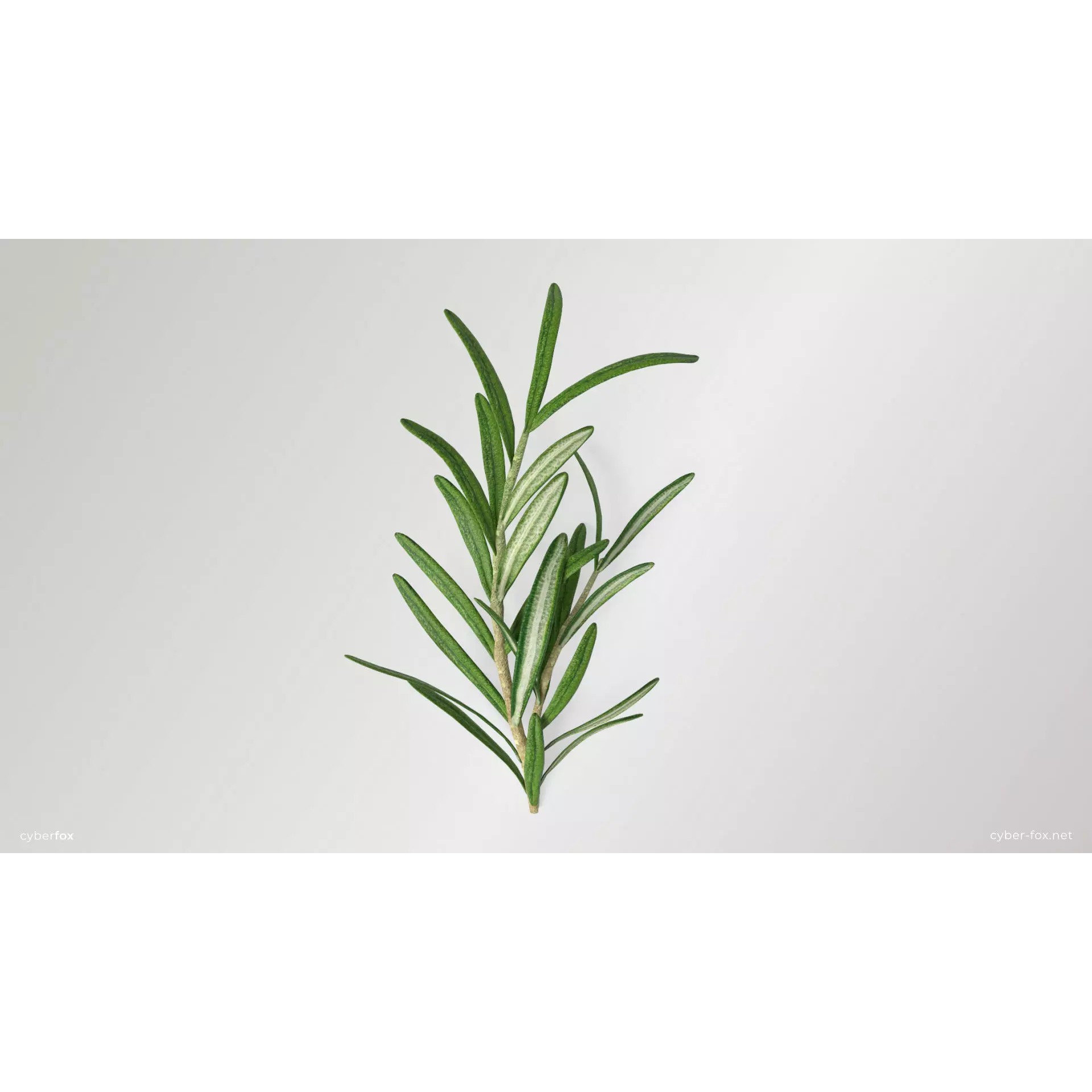 Rosemary Branch - Low-Poly Game-Ready 3D Model - View 2