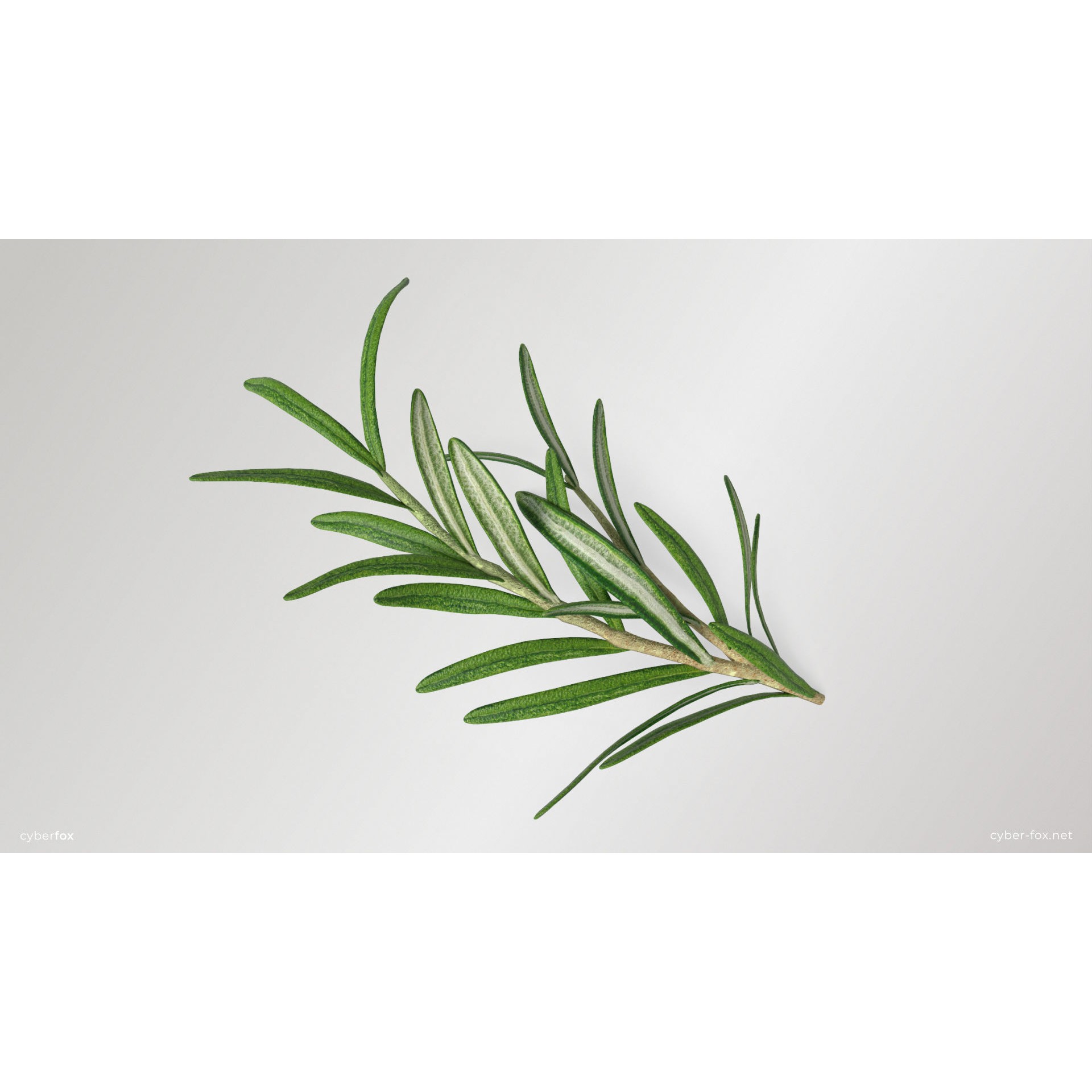 Rosemary Branch - Low-Poly Game-Ready 3D Model - View 3