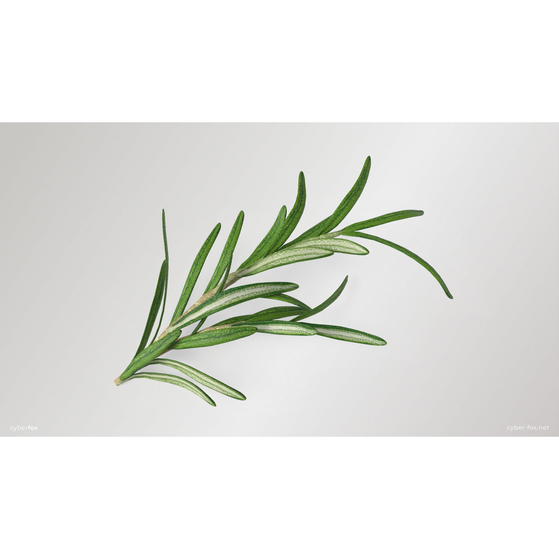 Rosemary Branch - Low-Poly Game-Ready 3D Model - View 4