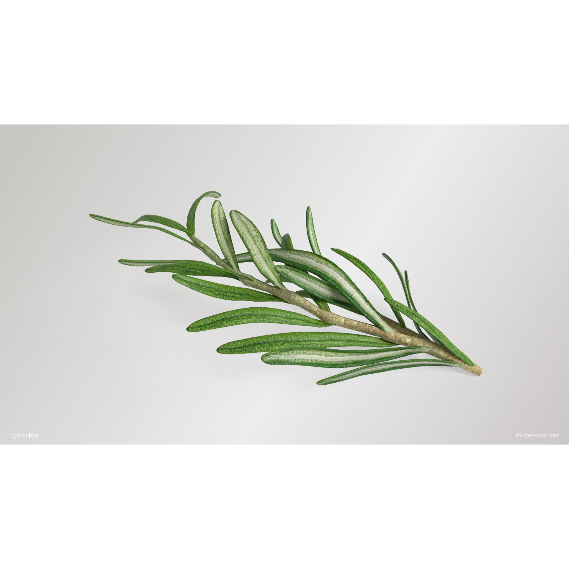 Rosemary Branch - Low-Poly Game-Ready 3D Model - View 5