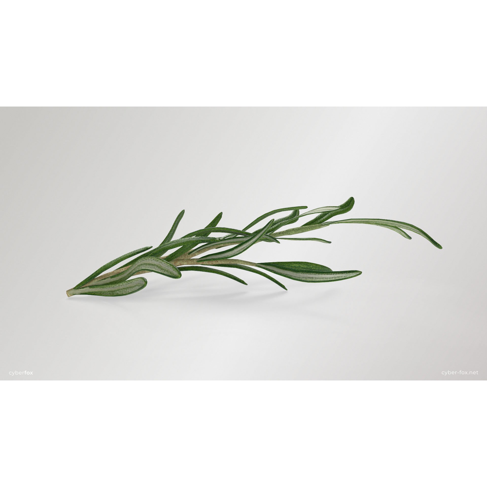 Rosemary Branch - Low-Poly Game-Ready 3D Model - View 6