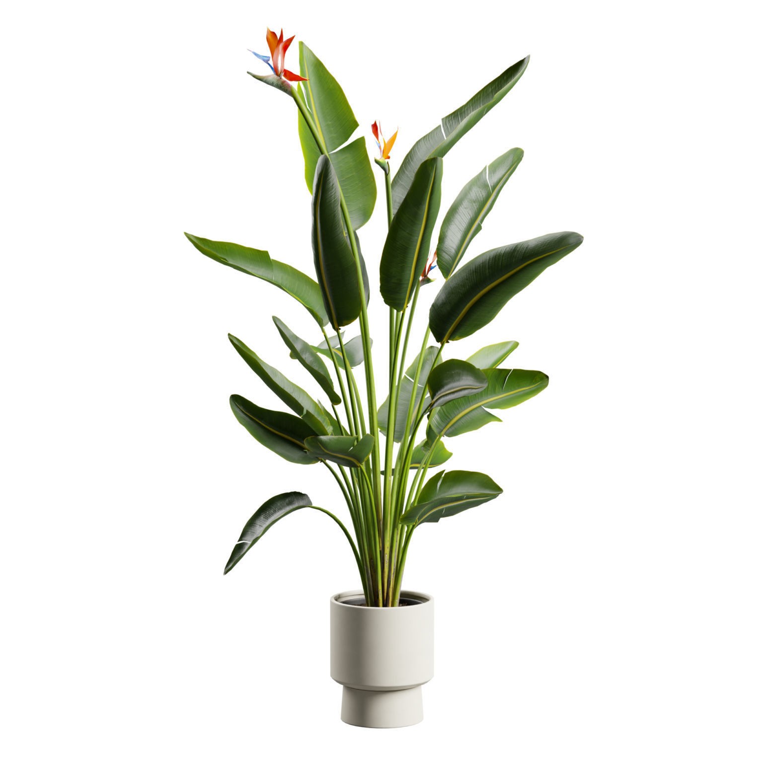 Strelitzia Nicolai - Tropical Pot Plant 3D Model