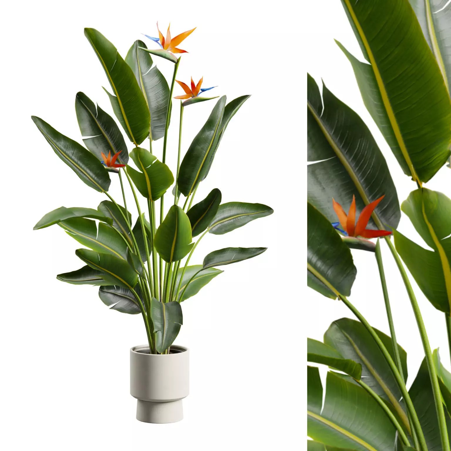 Strelitzia Nicolai - Tropical Pot Plant 3D Model - View 2