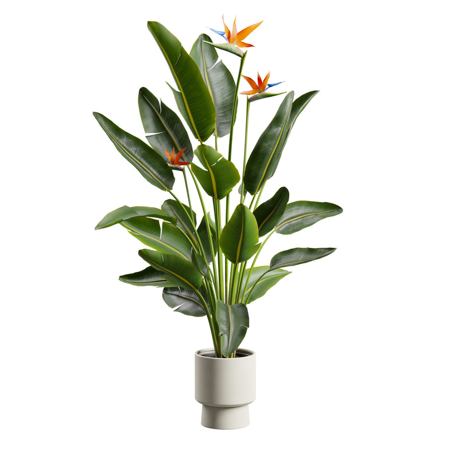 Strelitzia Nicolai - Tropical Pot Plant 3D Model - View 3