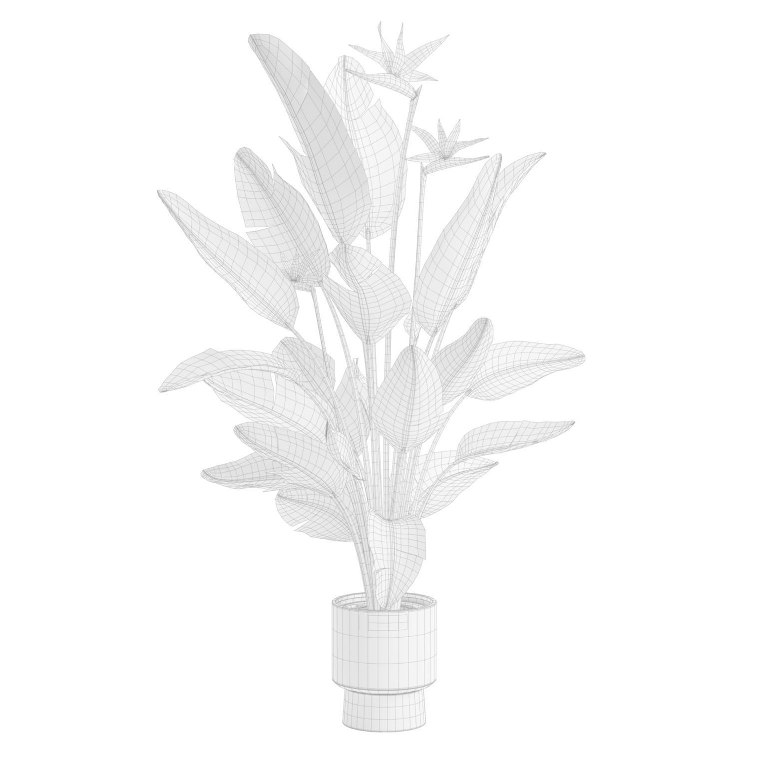Strelitzia Nicolai - Tropical Pot Plant 3D Model - View 4