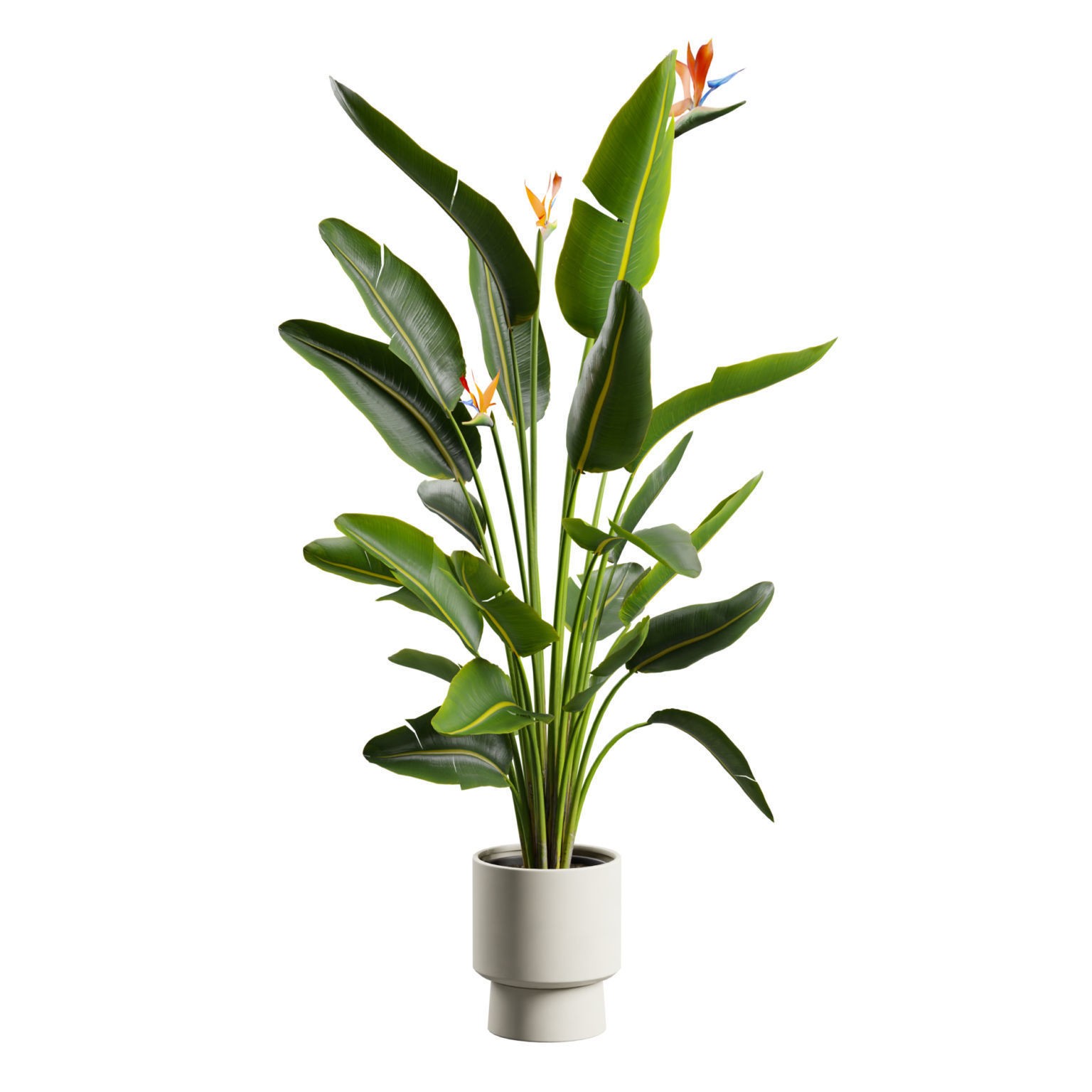Strelitzia Nicolai - Tropical Pot Plant 3D Model - View 5