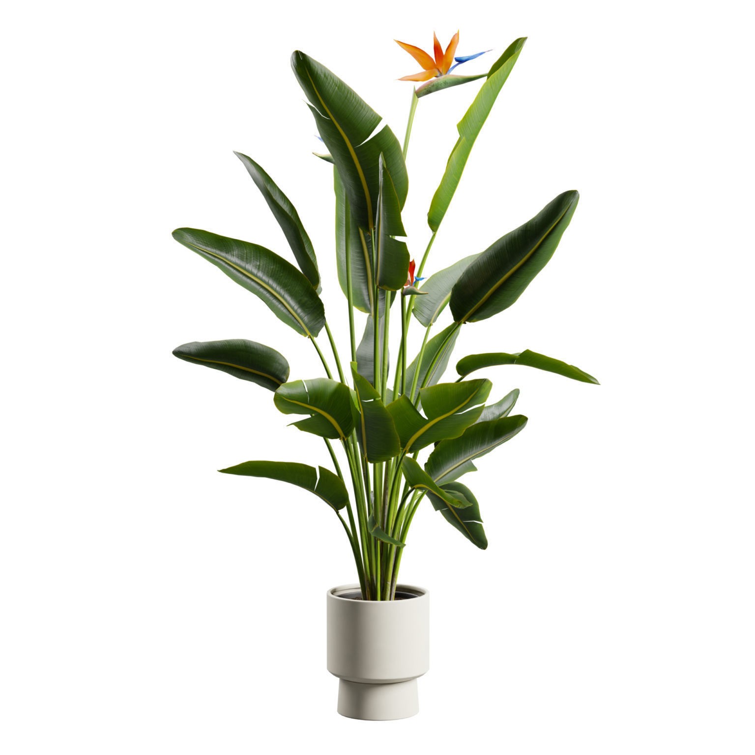 Strelitzia Nicolai - Tropical Pot Plant 3D Model - View 6