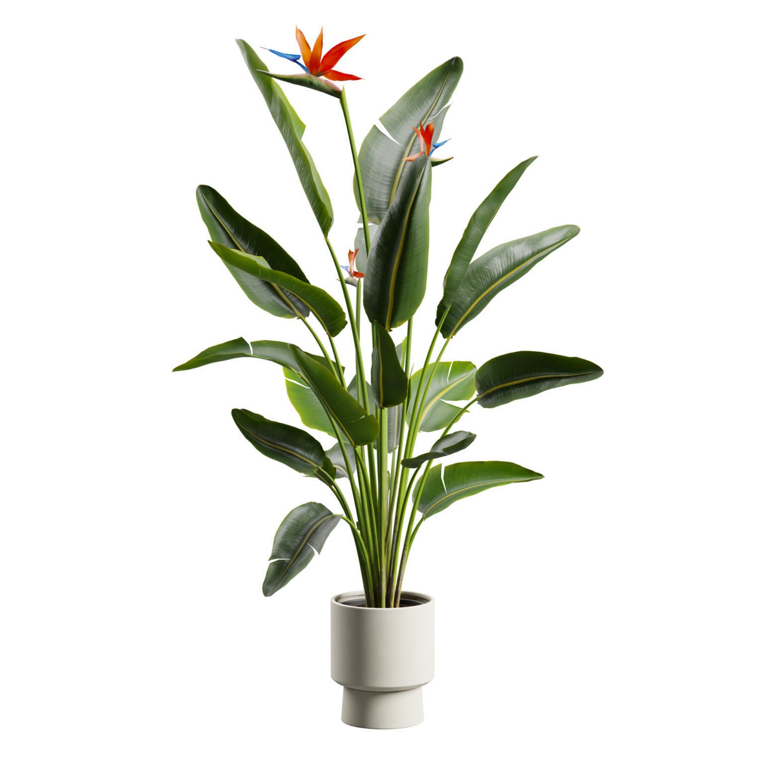 Strelitzia Nicolai - Tropical Pot Plant 3D Model - View 7