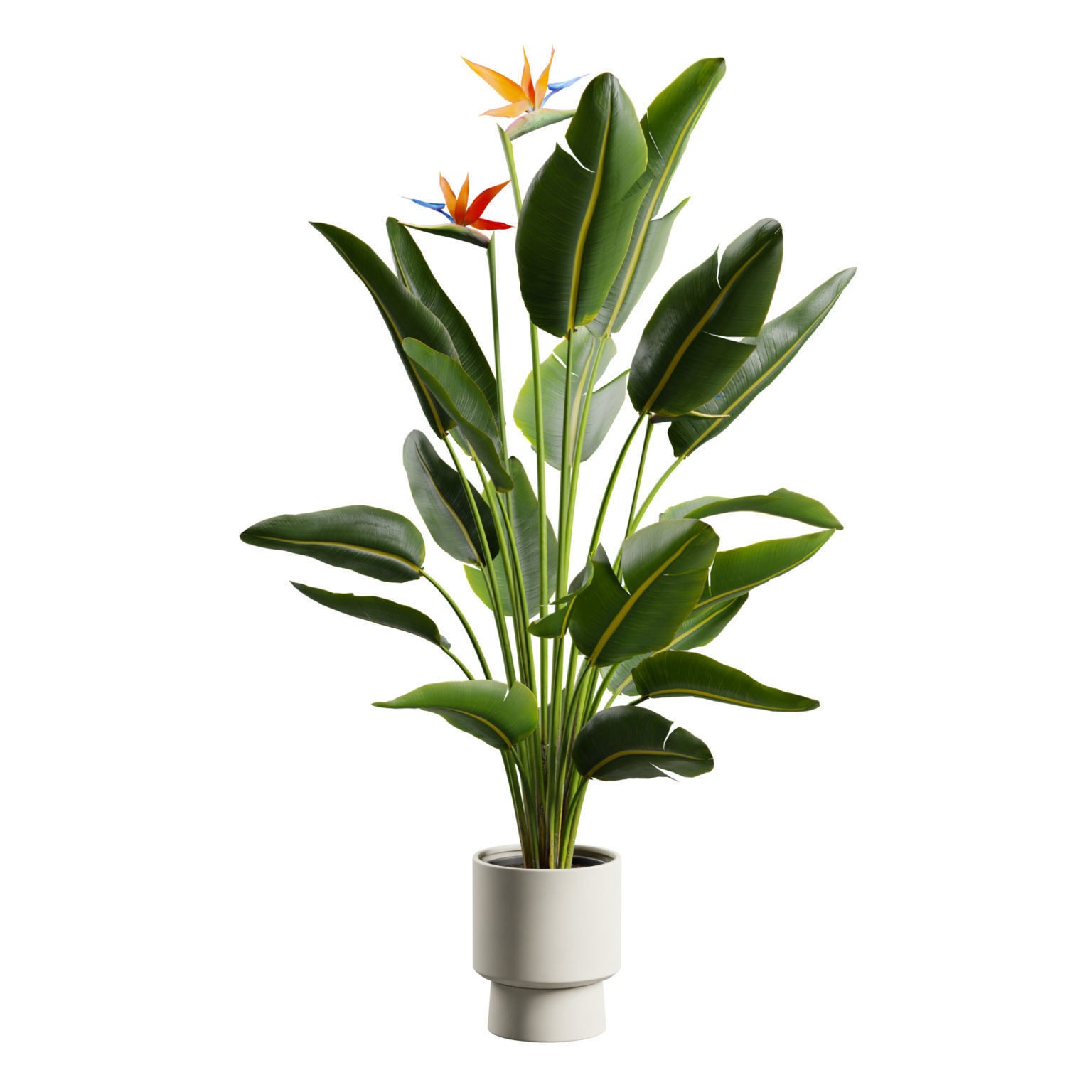Strelitzia Nicolai - Tropical Pot Plant 3D Model - View 8
