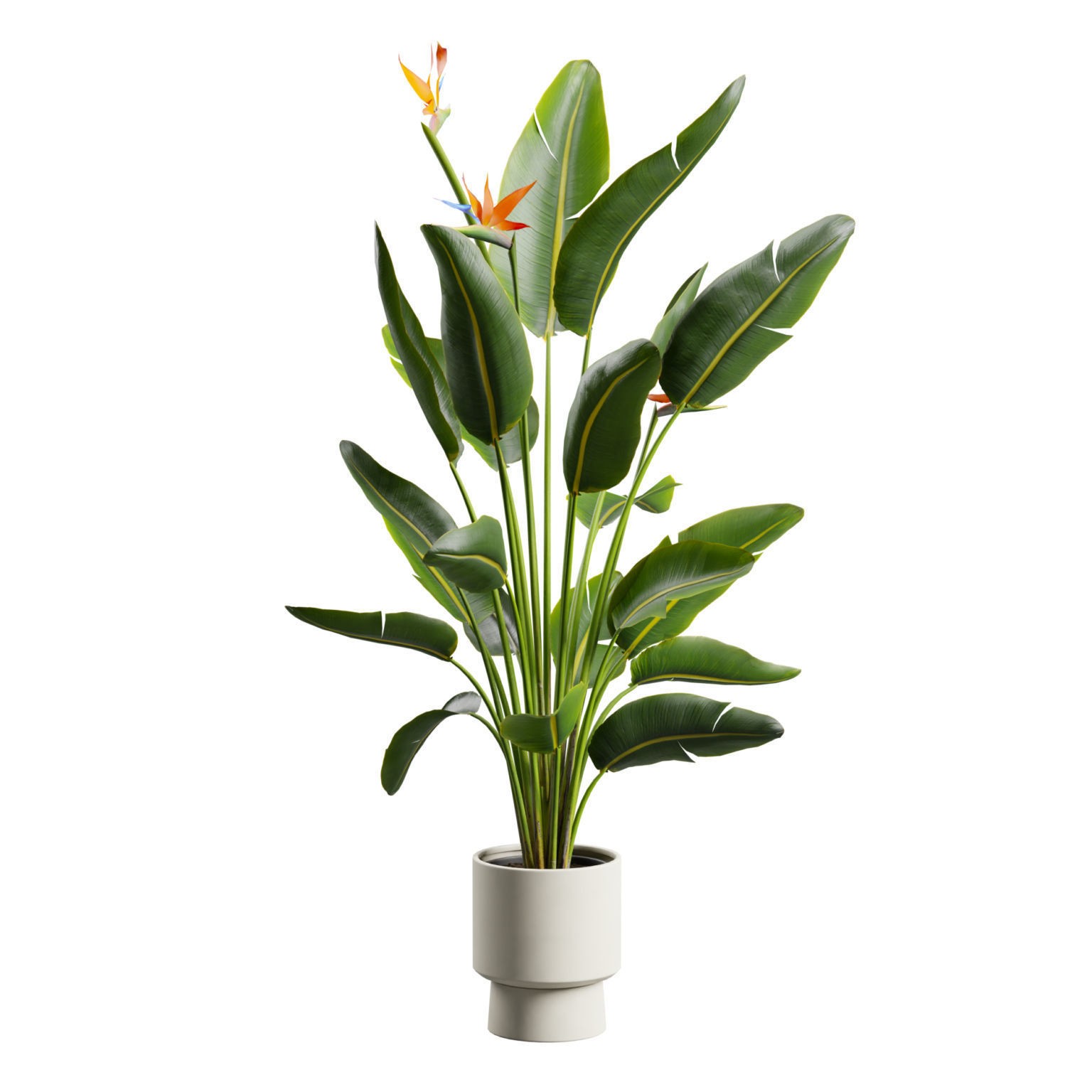 Strelitzia Nicolai - Tropical Pot Plant 3D Model - View 9