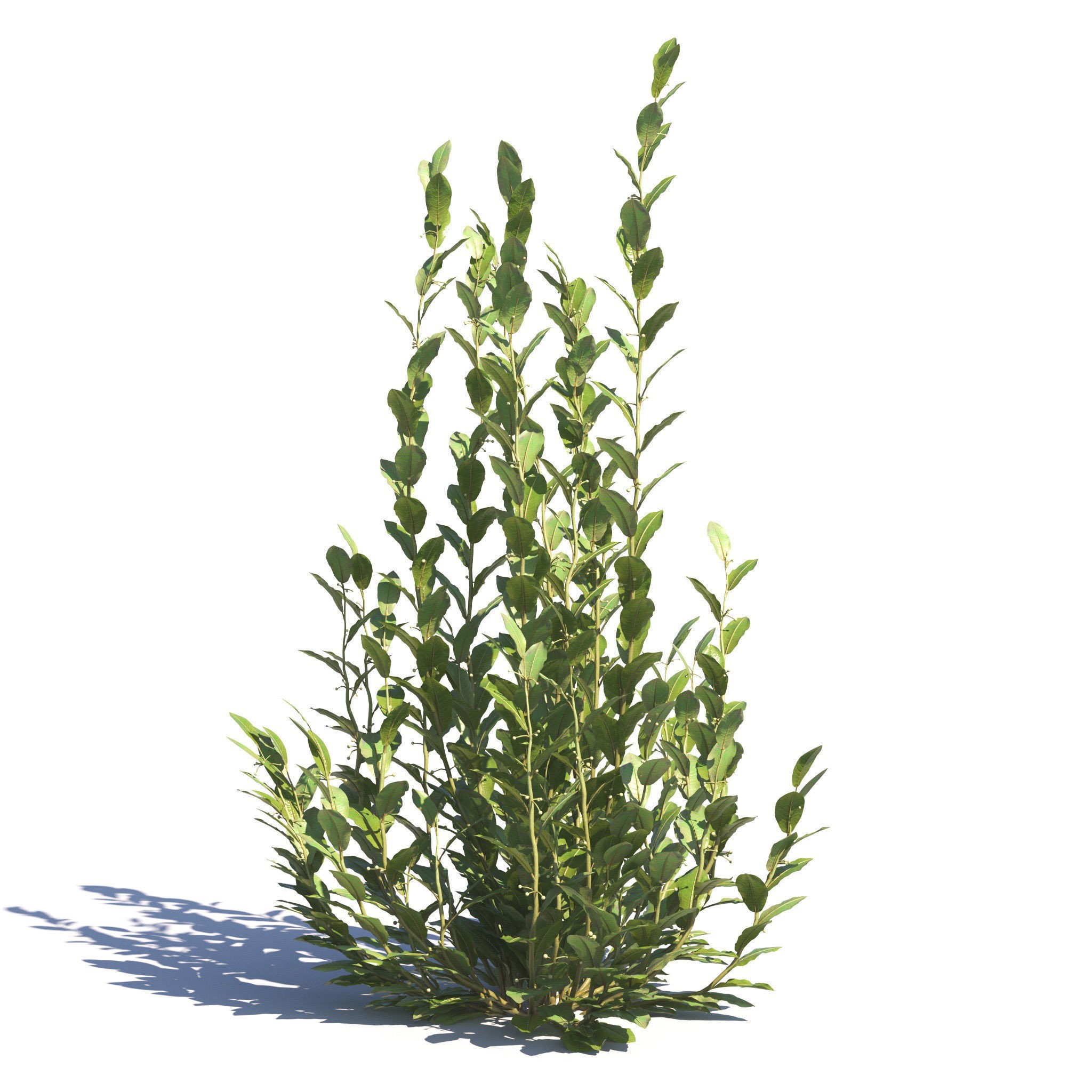 Garden Plants Collection - Game-Ready 3D Model