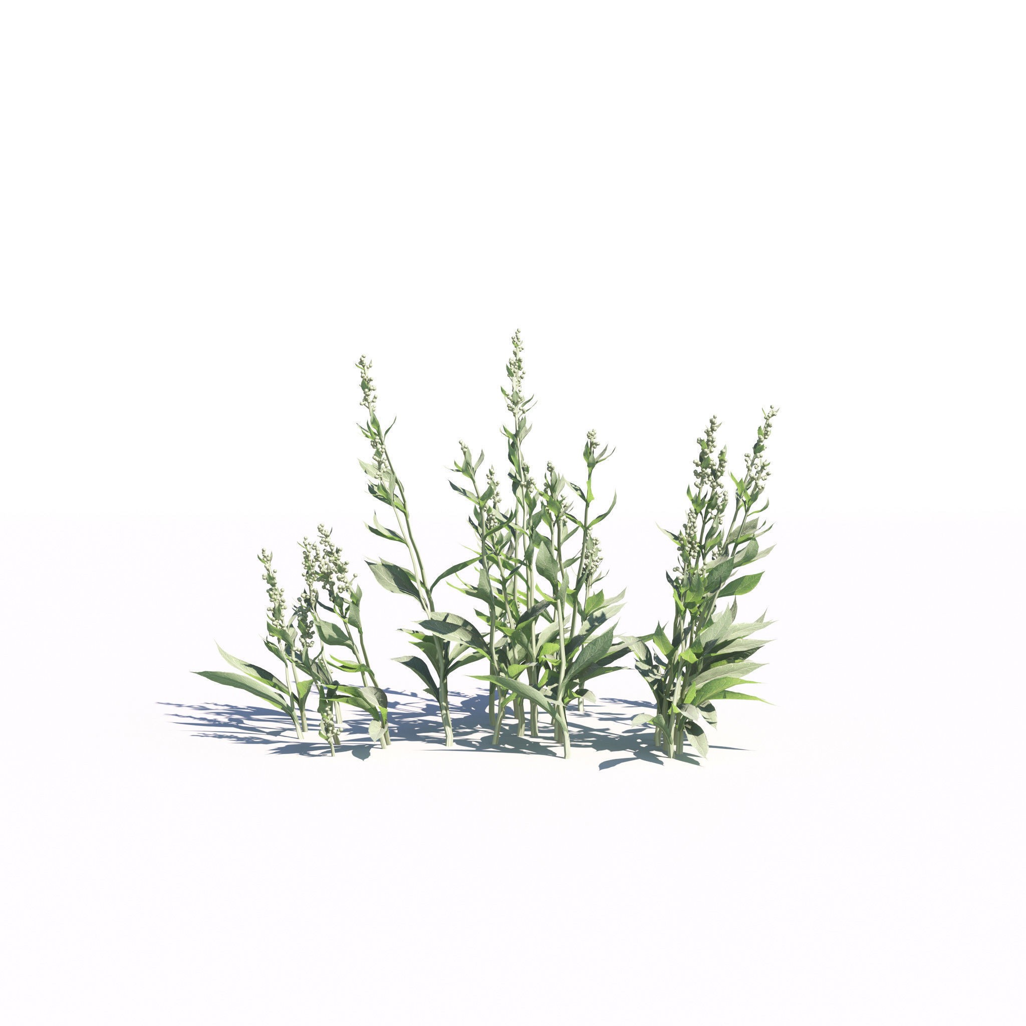 Garden Plants Collection - Game-Ready 3D Model - View 10
