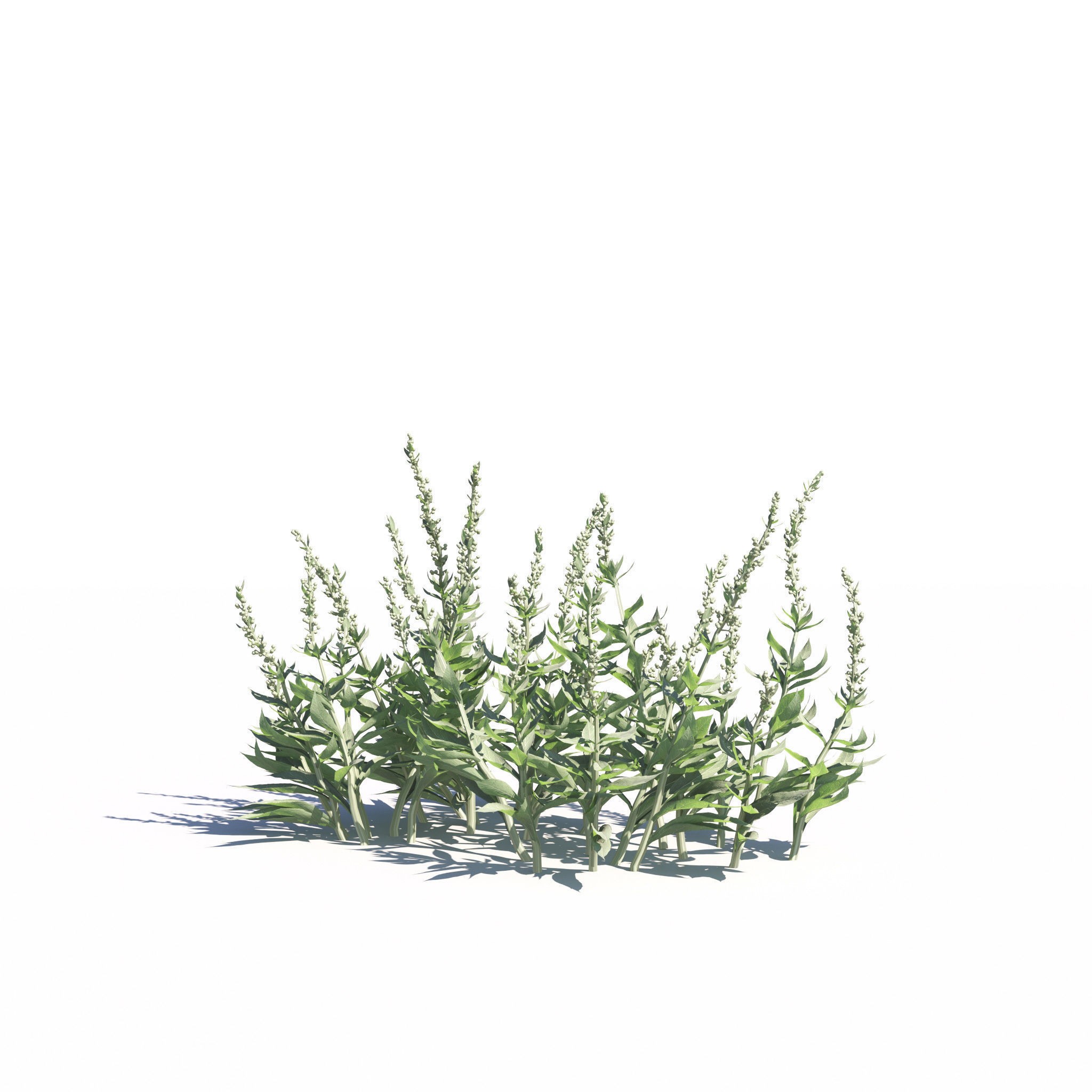 Garden Plants Collection - Game-Ready 3D Model - View 11