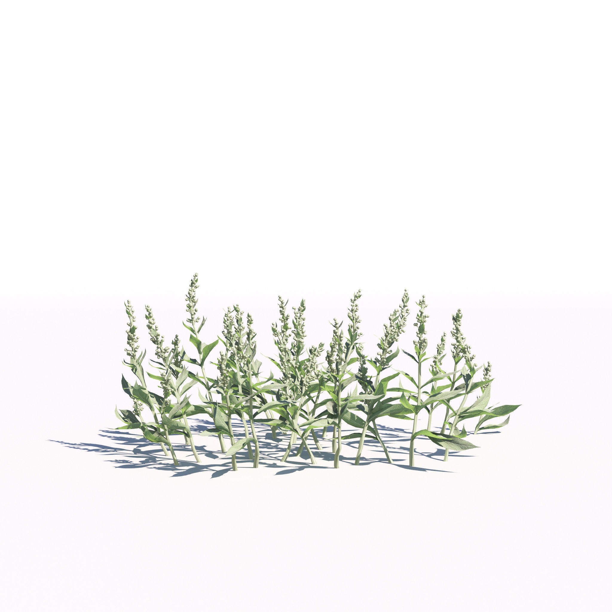 Garden Plants Collection - Game-Ready 3D Model - View 12