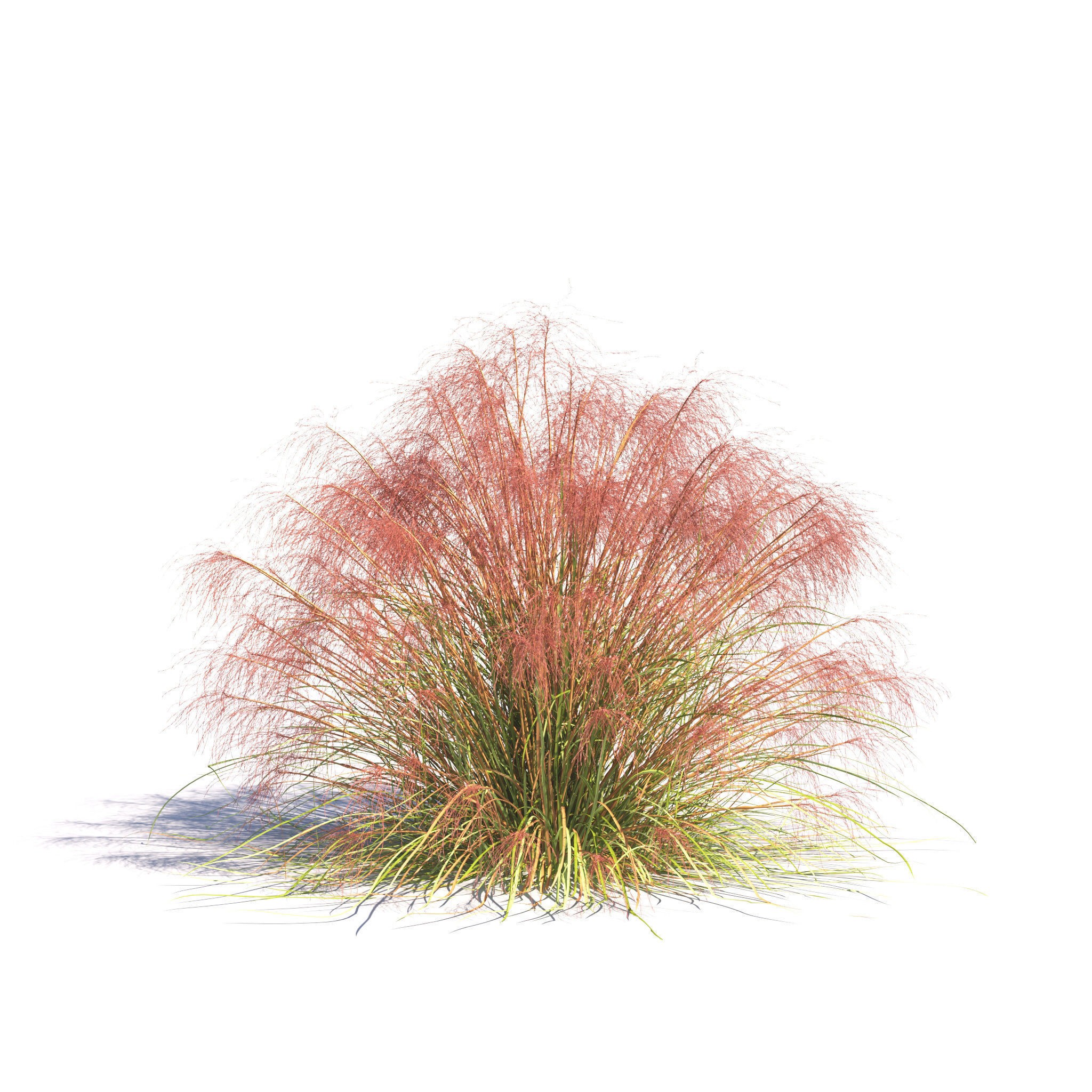 Garden Plants Collection - Game-Ready 3D Model - View 16