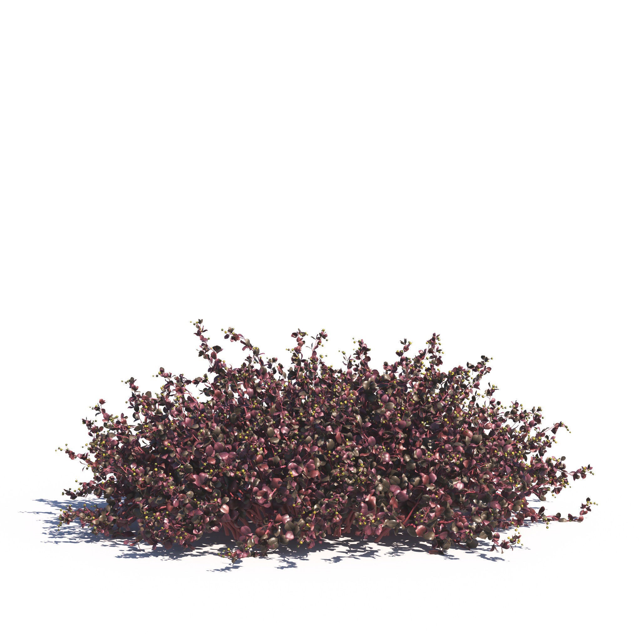 Garden Plants Collection - Game-Ready 3D Model - View 19