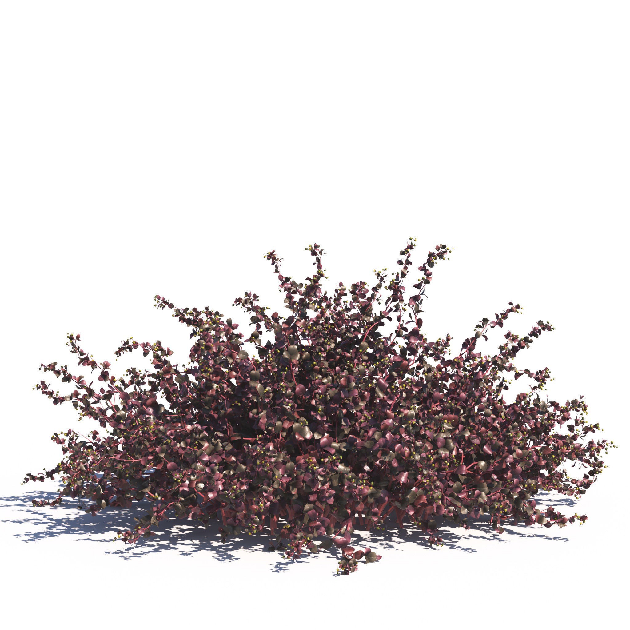 Garden Plants Collection - Game-Ready 3D Model - View 20