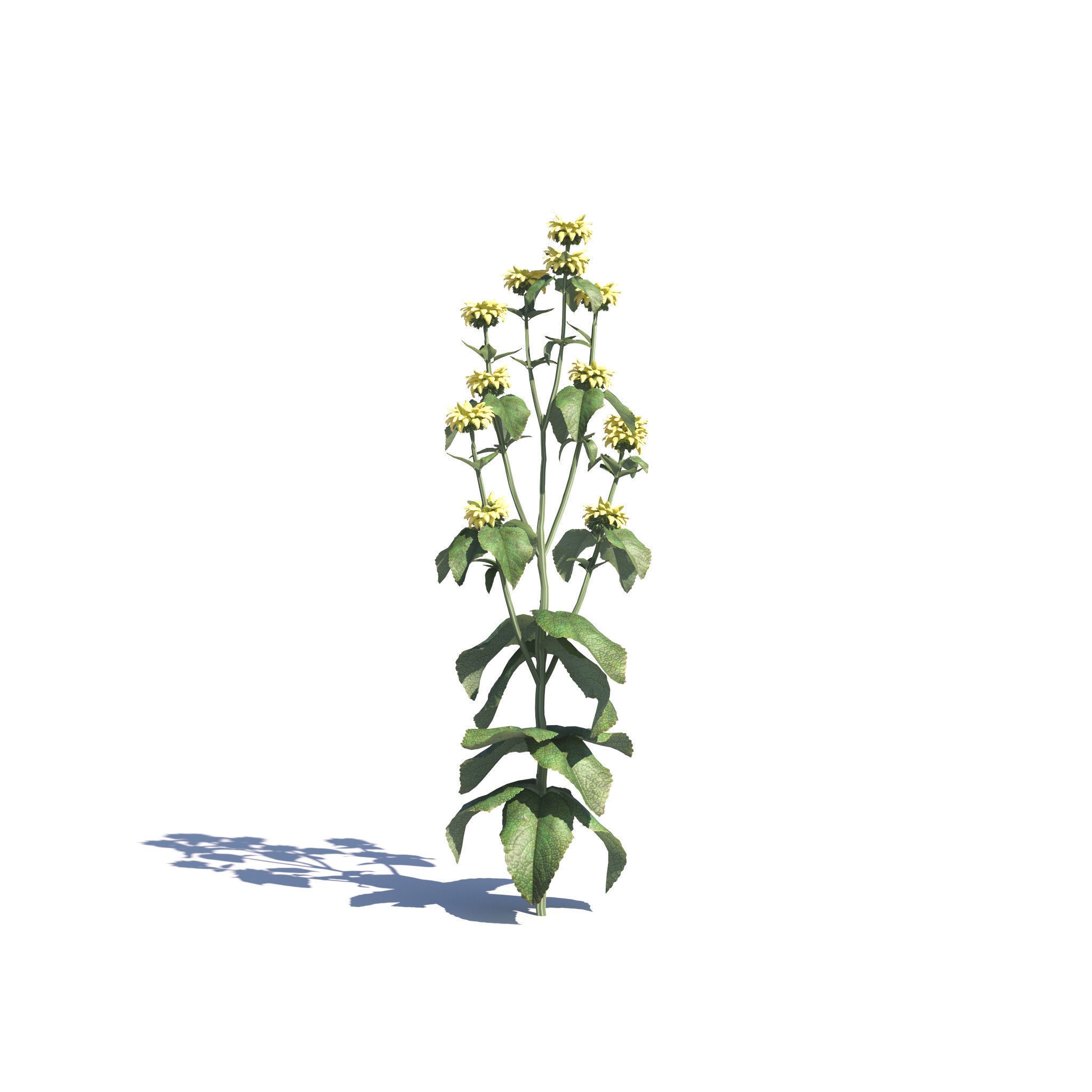 Garden Plants Collection - Game-Ready 3D Model - View 21