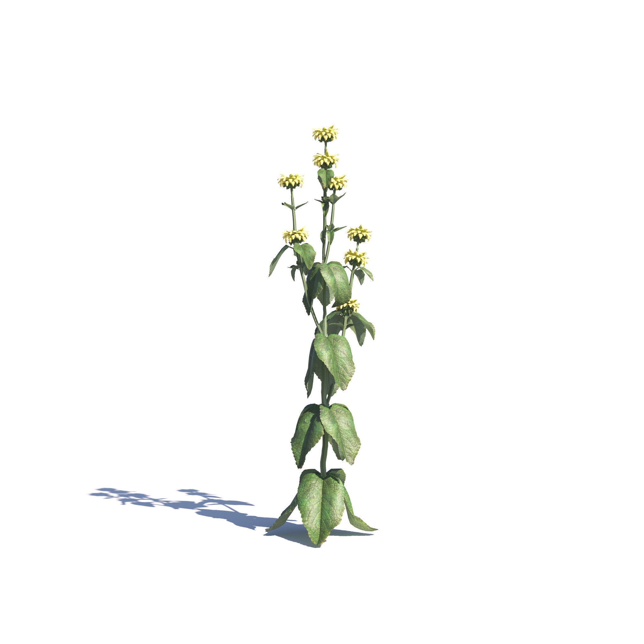 Garden Plants Collection - Game-Ready 3D Model - View 22