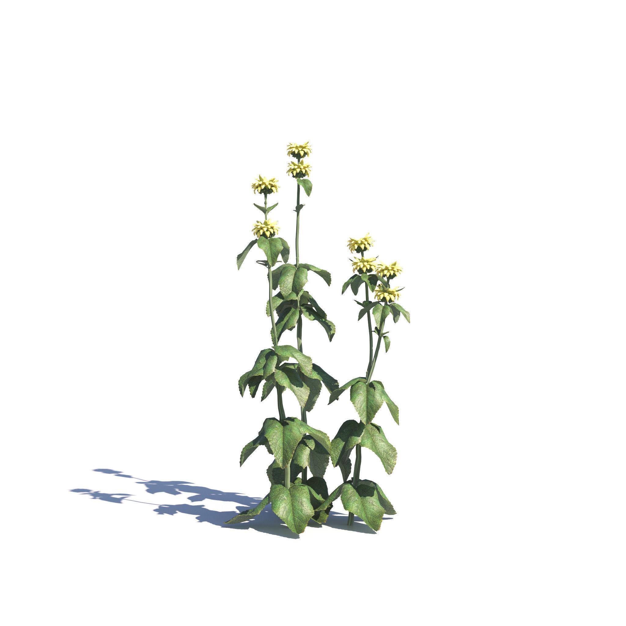 Garden Plants Collection - Game-Ready 3D Model - View 23