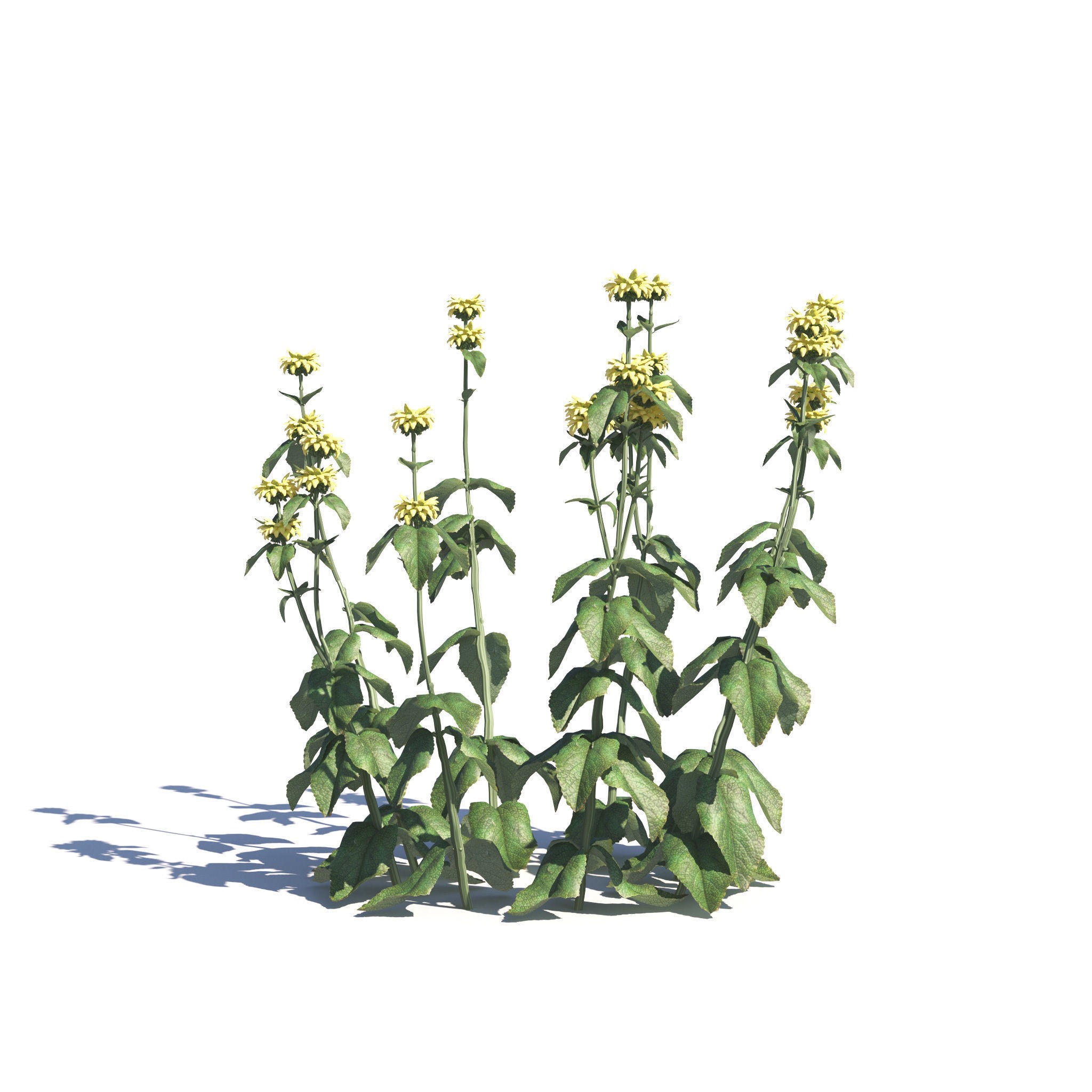 Garden Plants Collection - Game-Ready 3D Model - View 24