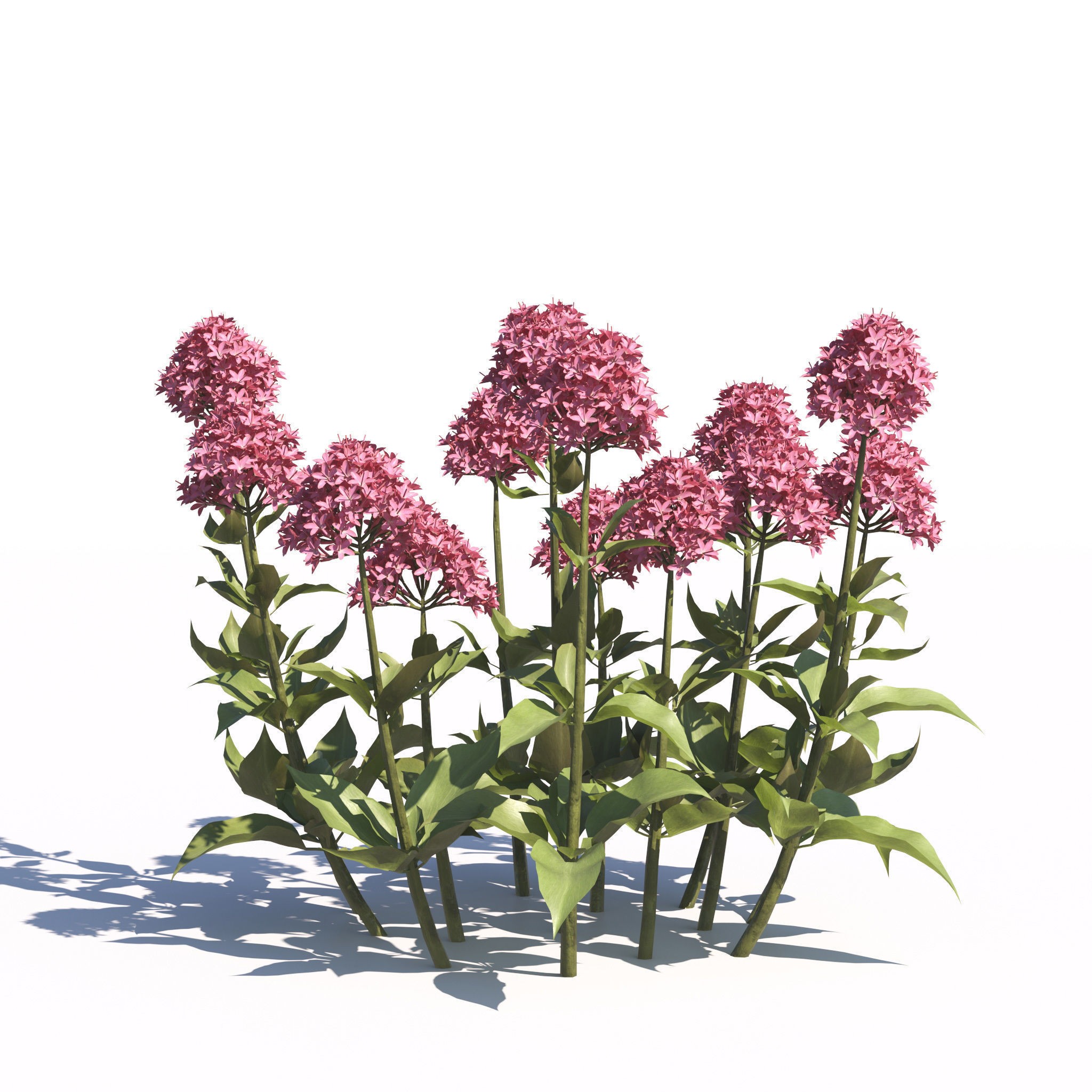 Garden Plants Collection - Game-Ready 3D Model - View 25