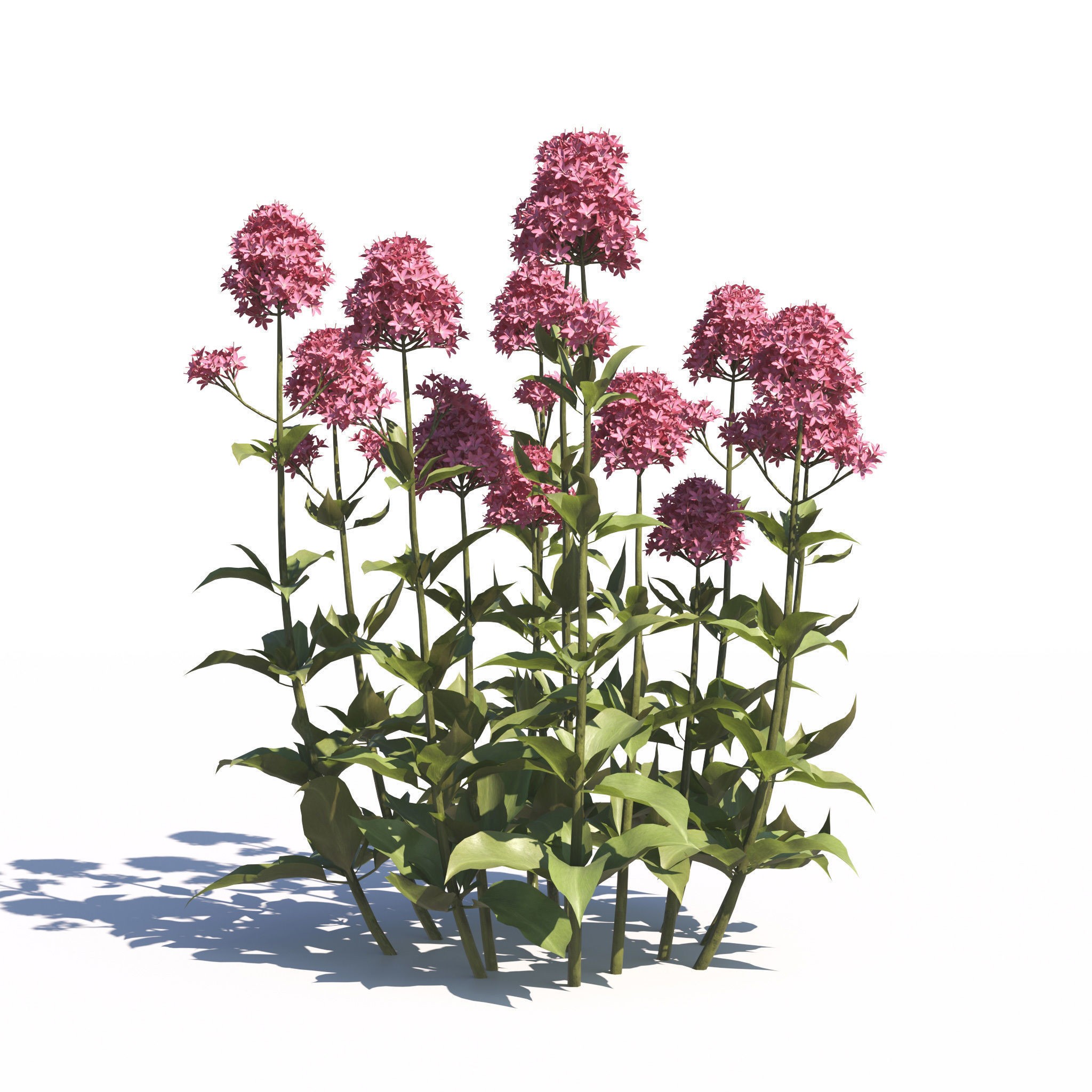 Garden Plants Collection - Game-Ready 3D Model - View 26