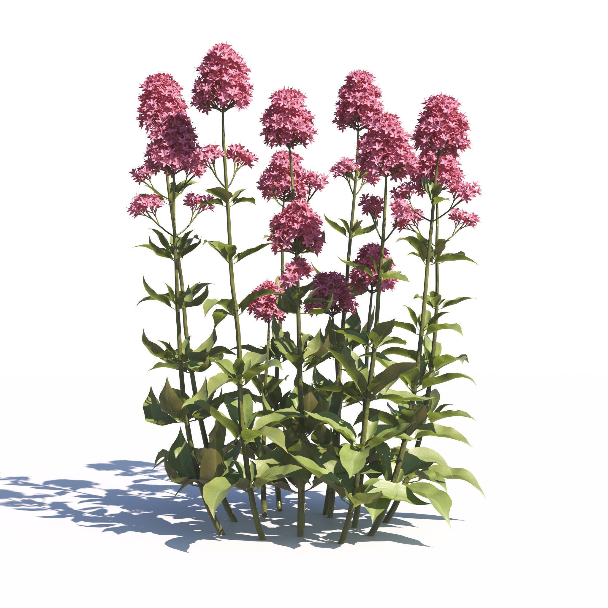 Garden Plants Collection - Game-Ready 3D Model - View 27