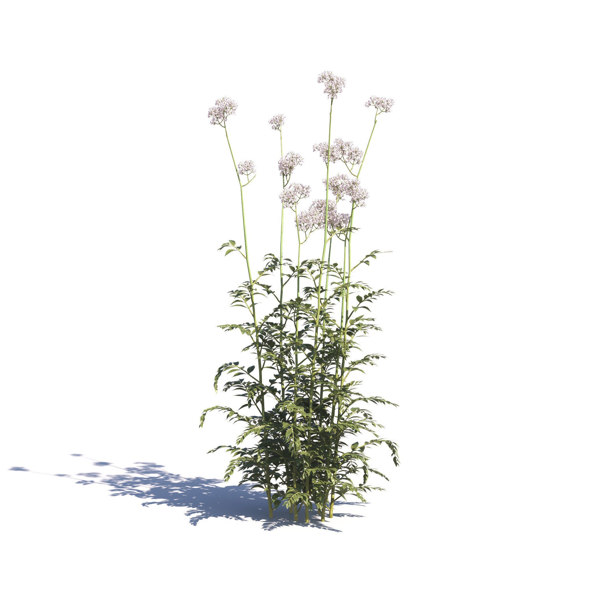 Garden Plants Collection - Game-Ready 3D Model - View 28
