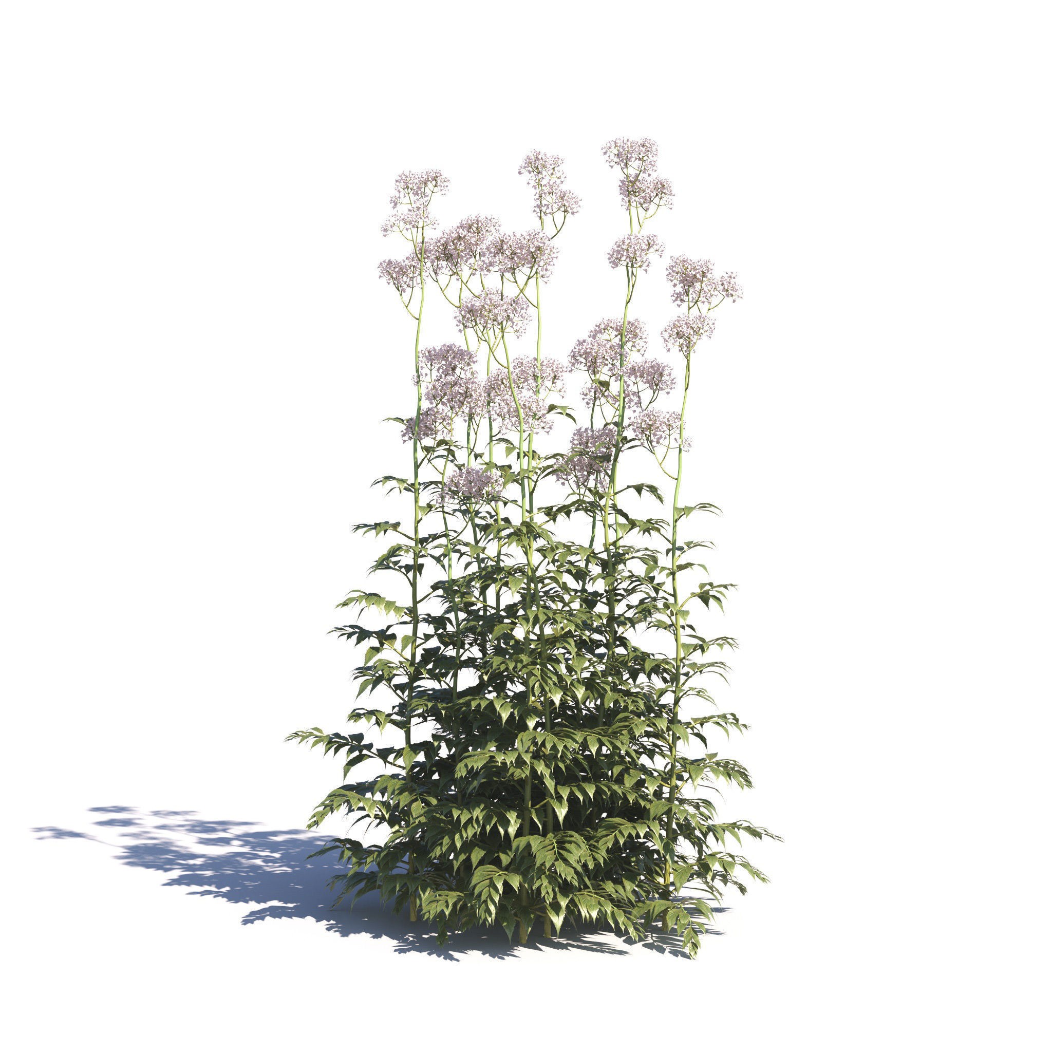 Garden Plants Collection - Game-Ready 3D Model - View 29