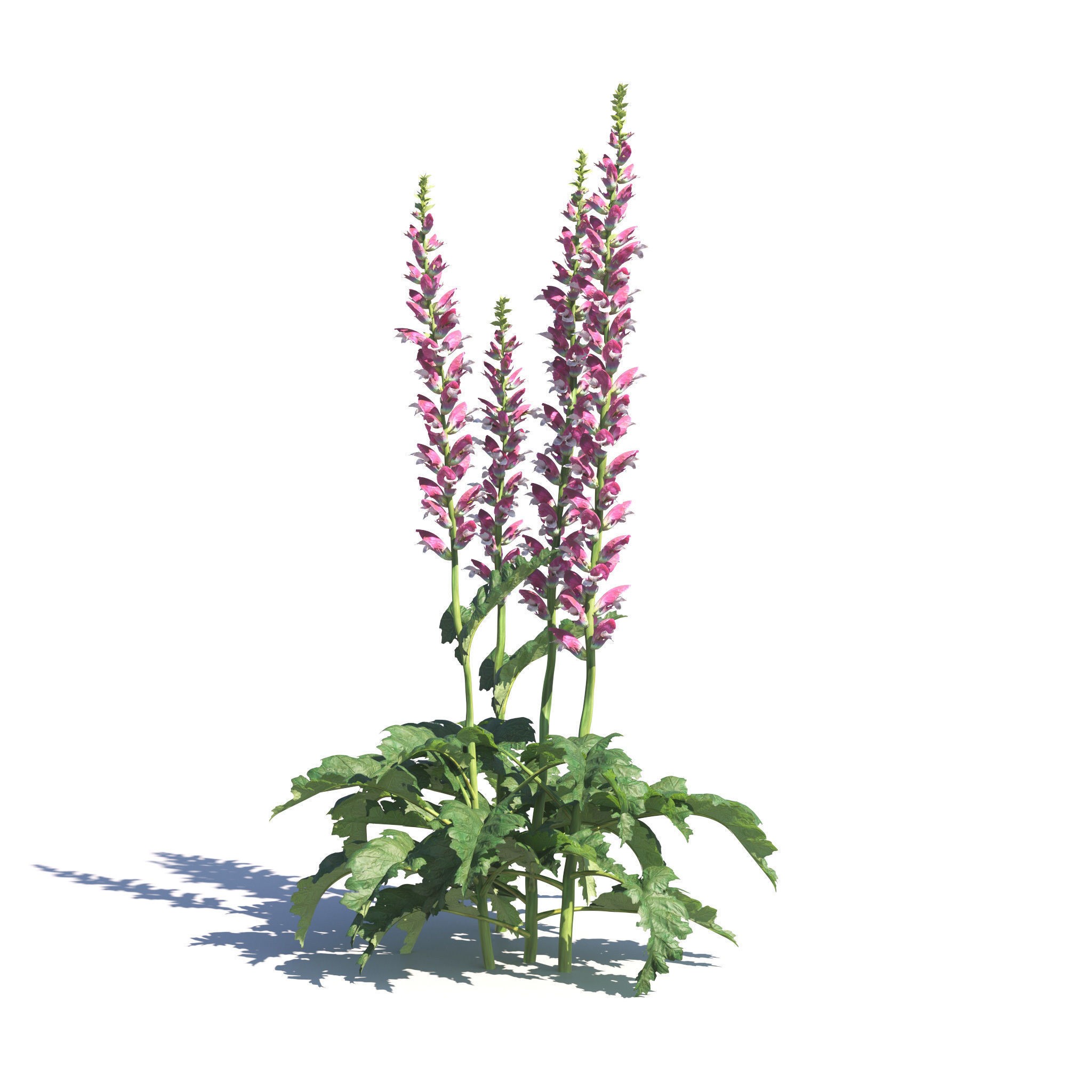 Garden Plants Collection - Game-Ready 3D Model - View 3