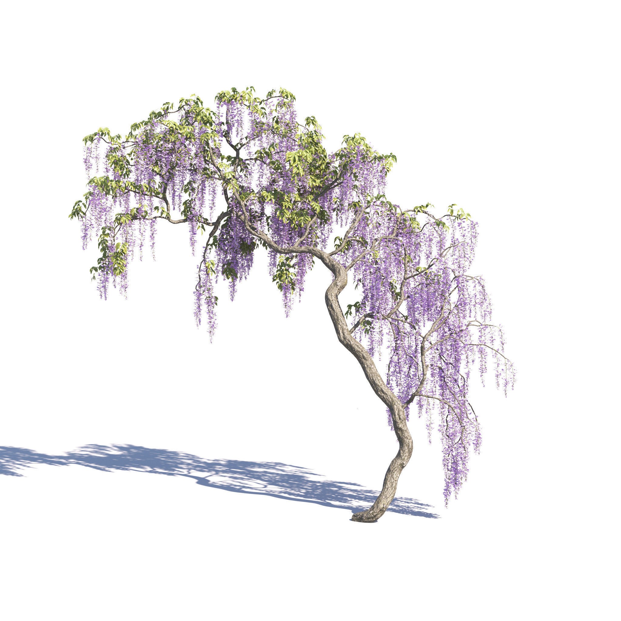 Garden Plants Collection - Game-Ready 3D Model - View 33