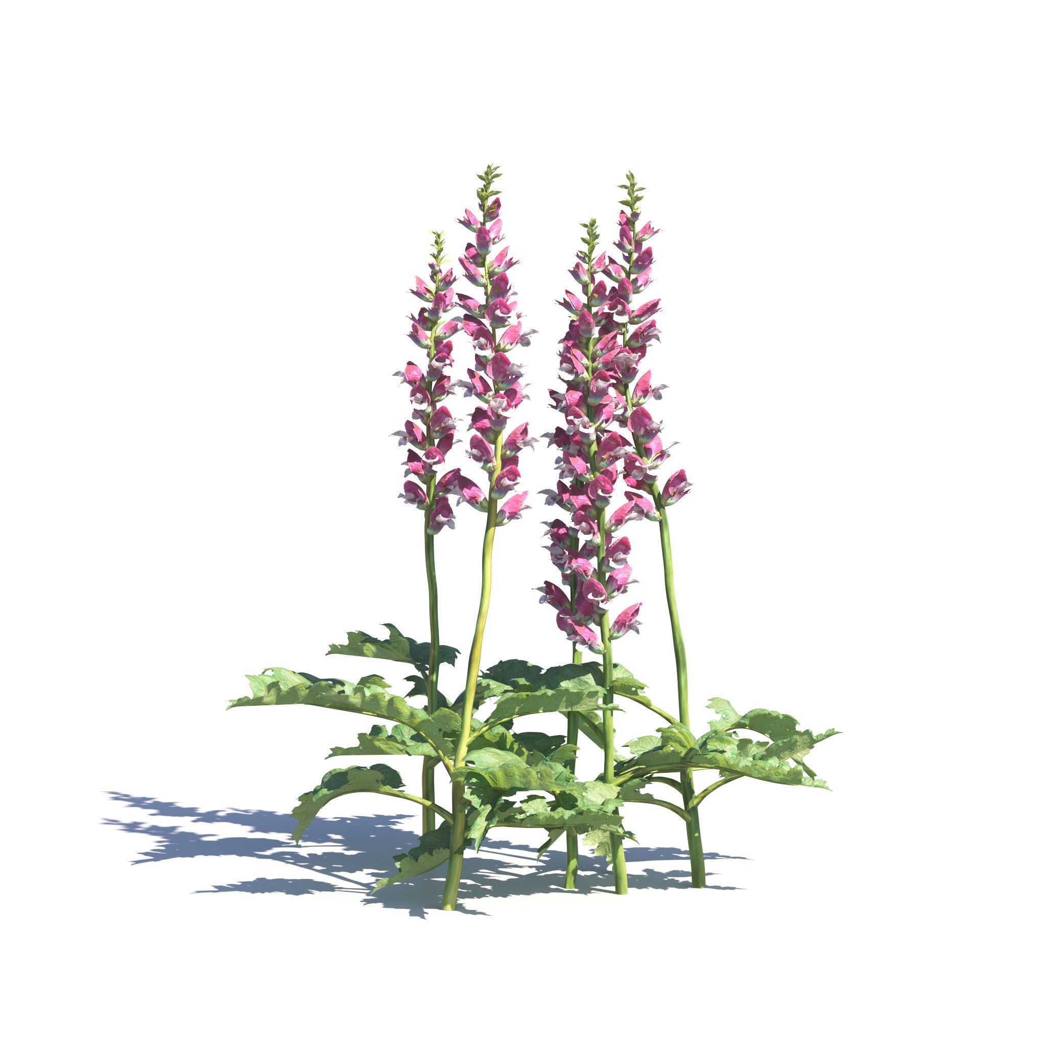 Garden Plants Collection - Game-Ready 3D Model - View 4