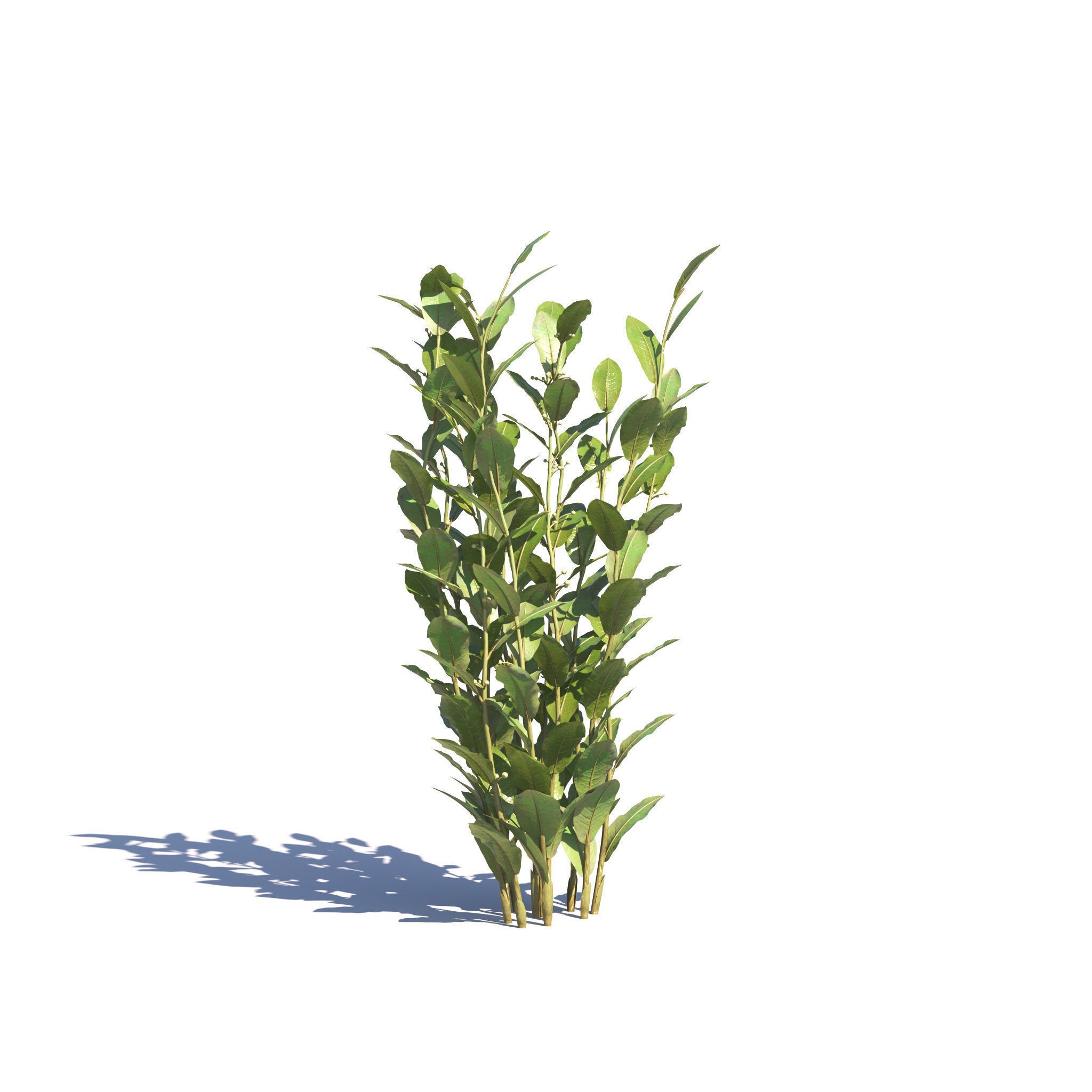 Garden Plants Collection - Game-Ready 3D Model - View 42