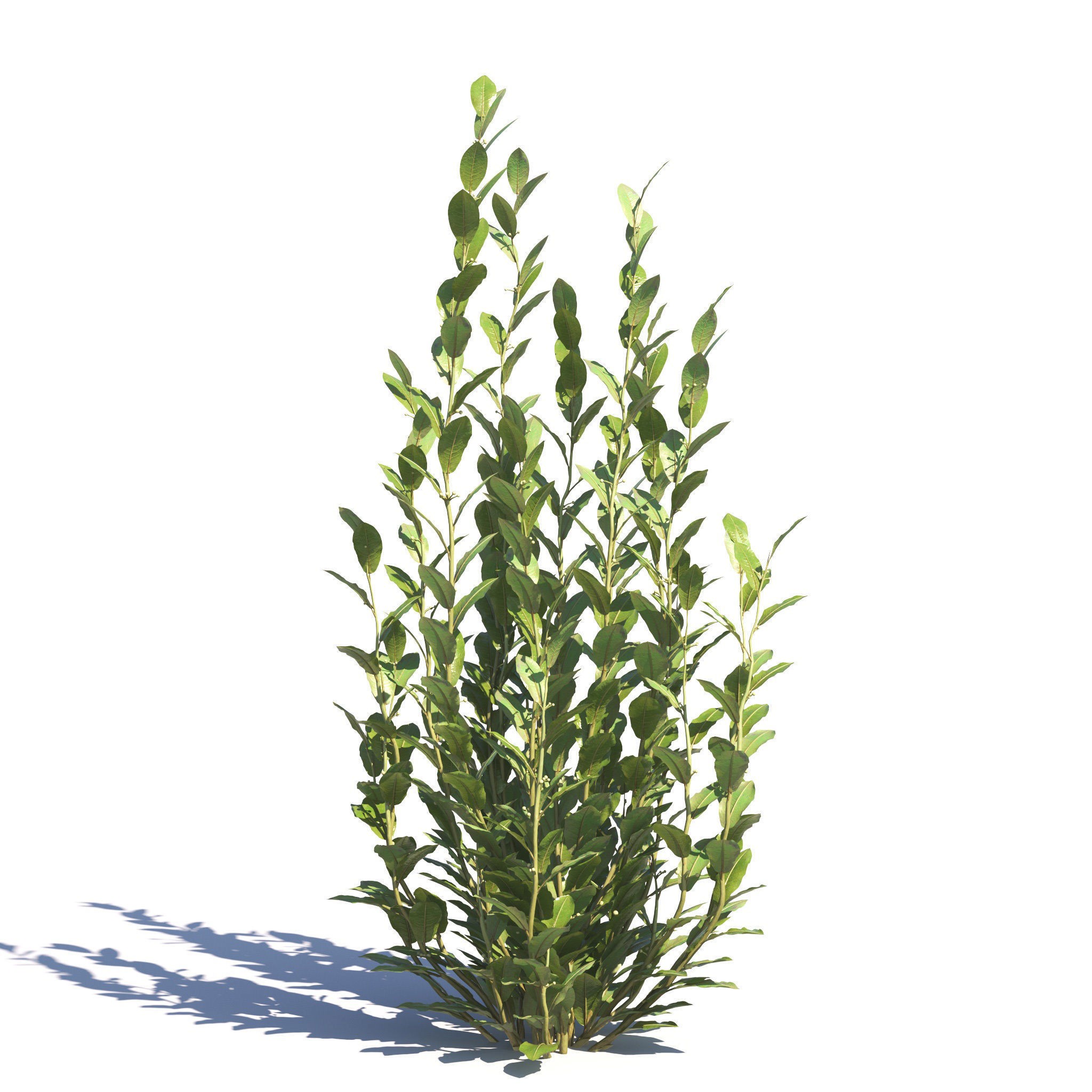 Garden Plants Collection - Game-Ready 3D Model - View 43