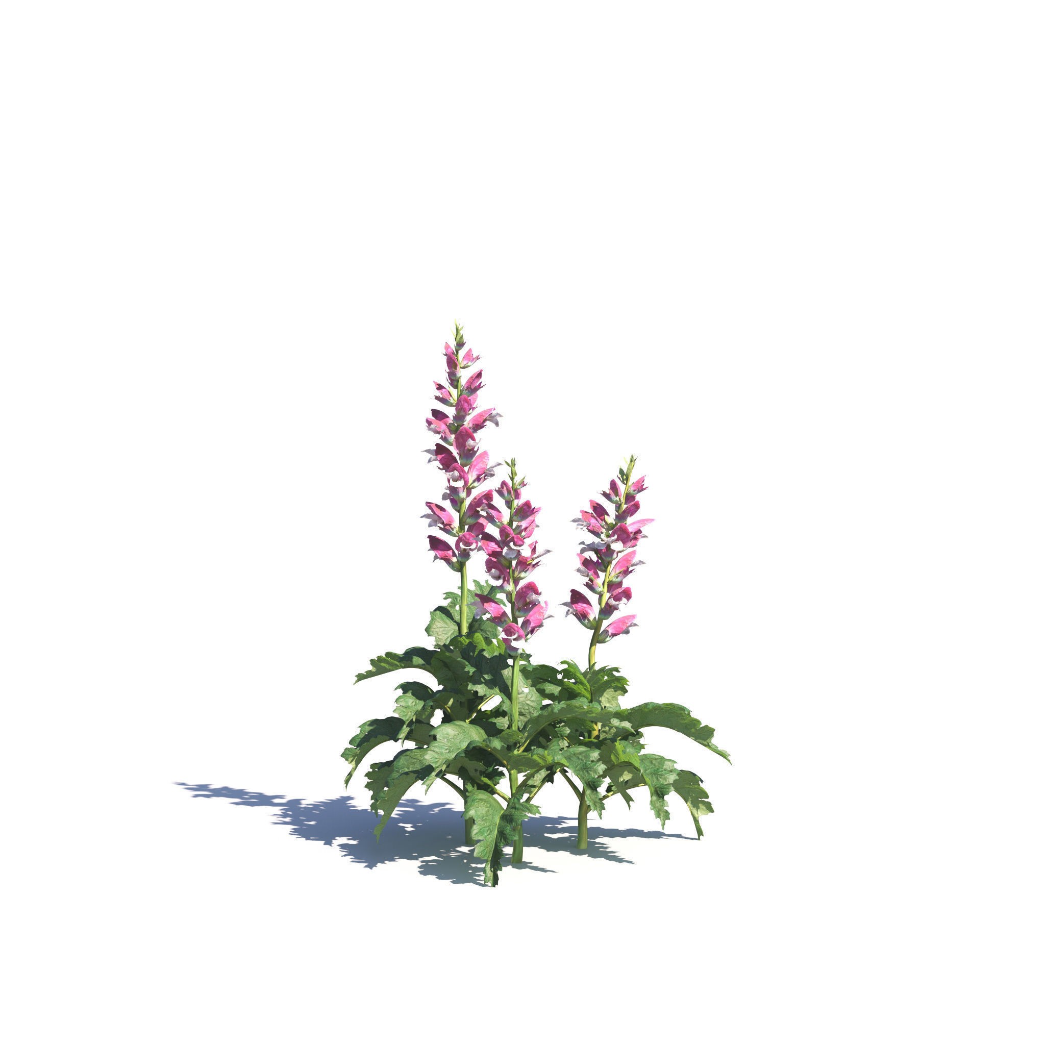 Garden Plants Collection - Game-Ready 3D Model - View 5