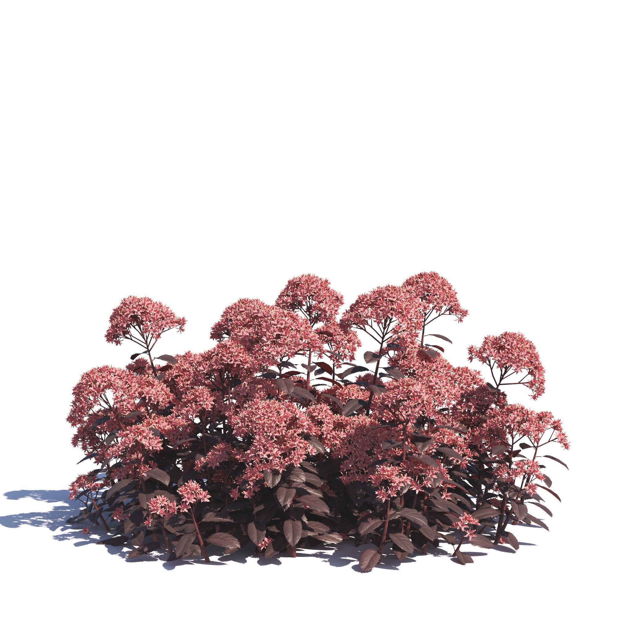 Garden Plants Collection - Game-Ready 3D Model - View 6