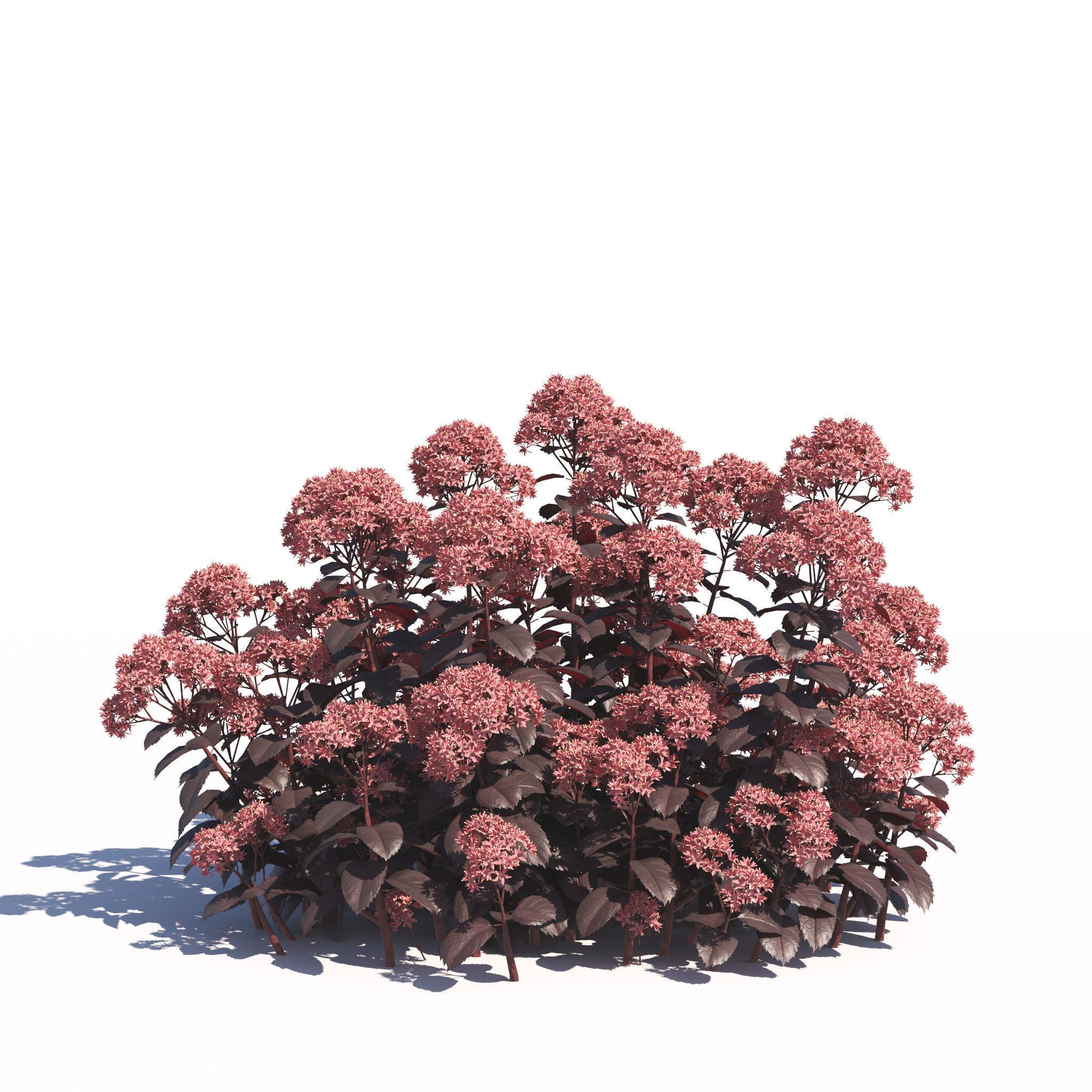 Garden Plants Collection - Game-Ready 3D Model - View 7