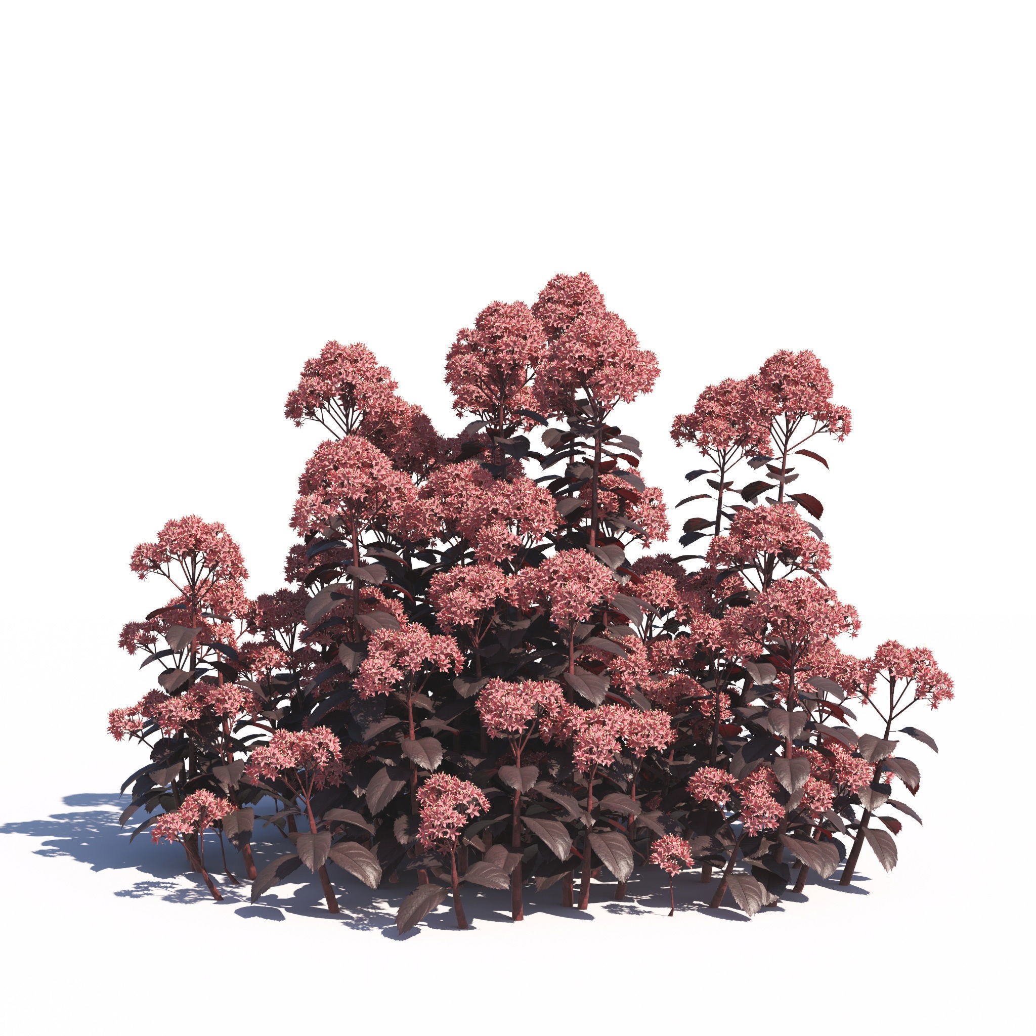 Garden Plants Collection - Game-Ready 3D Model - View 8