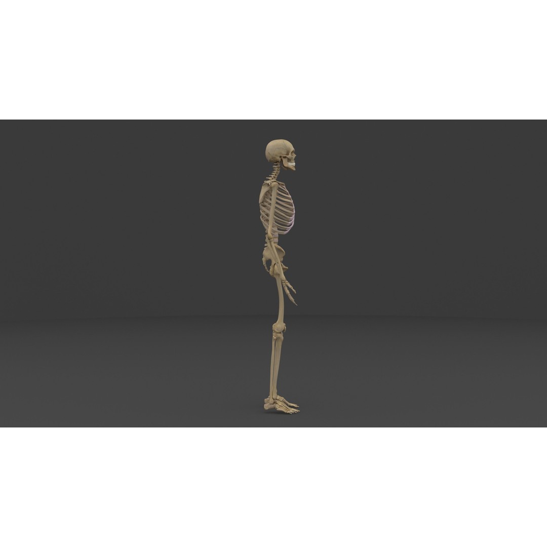Complete Male and Female Anatomical System 3D Model – Medical Education Asset - View 10