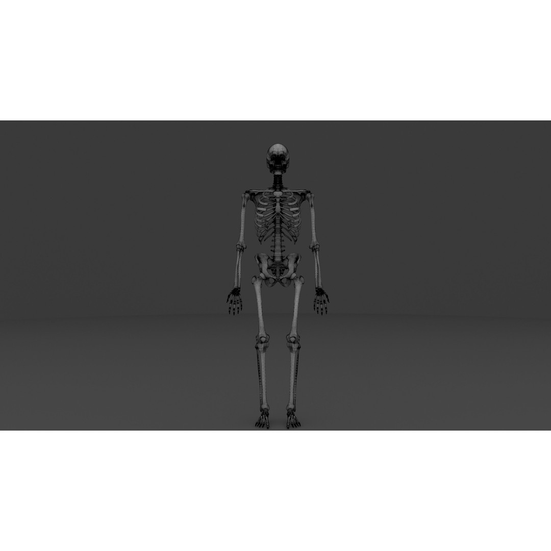 Complete Male and Female Anatomical System 3D Model – Medical Education Asset - View 11