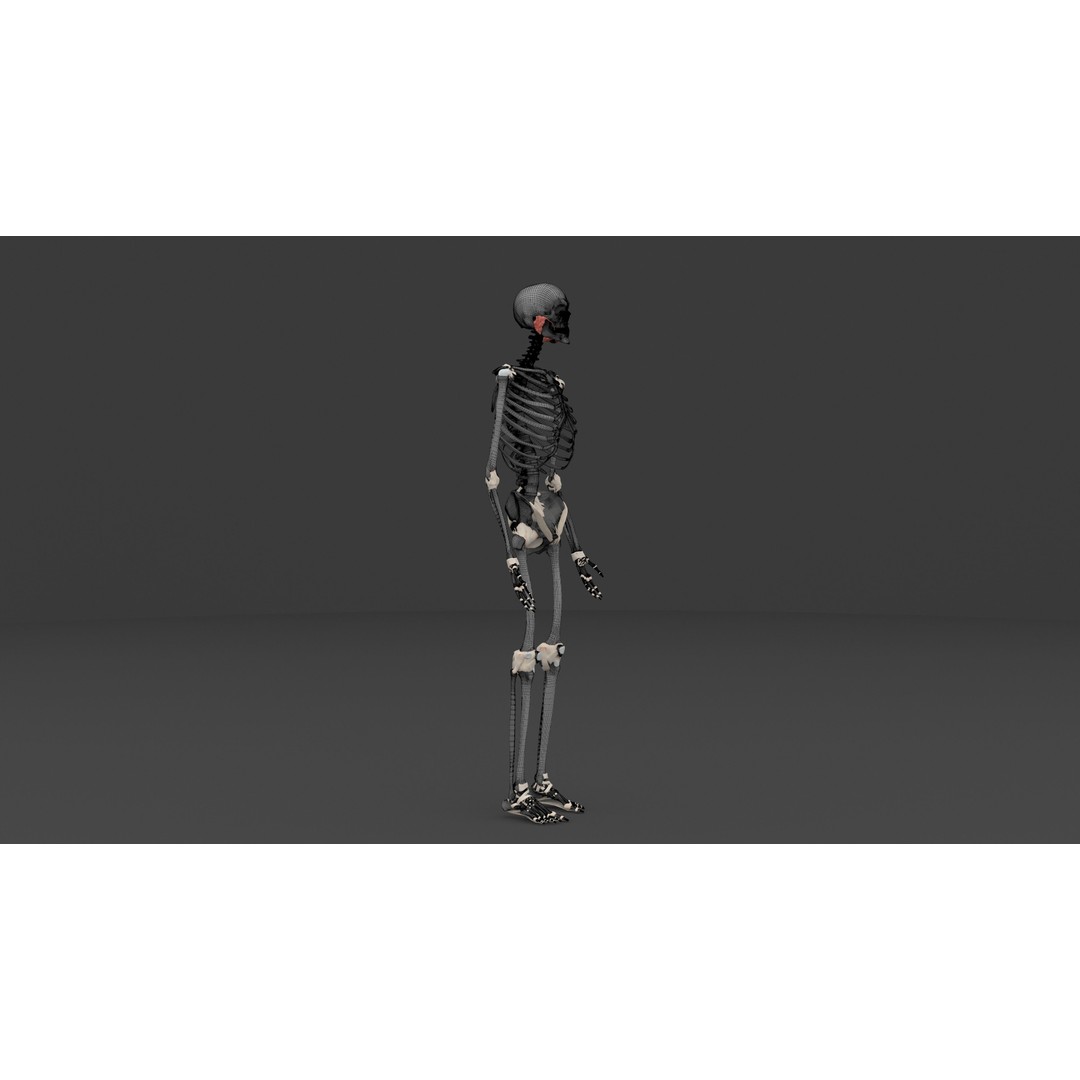 Complete Male and Female Anatomical System 3D Model – Medical Education Asset - View 12