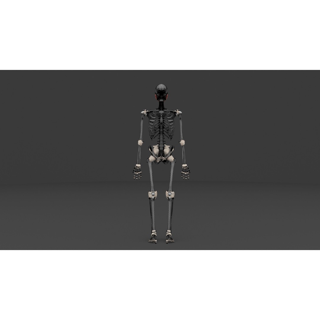 Complete Male and Female Anatomical System 3D Model – Medical Education Asset - View 14