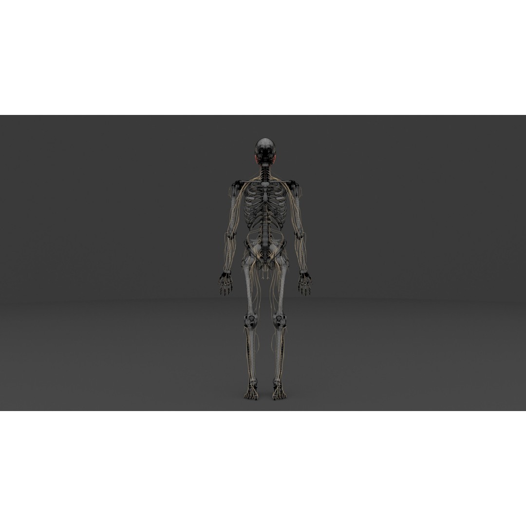 Complete Male and Female Anatomical System 3D Model – Medical Education Asset - View 17
